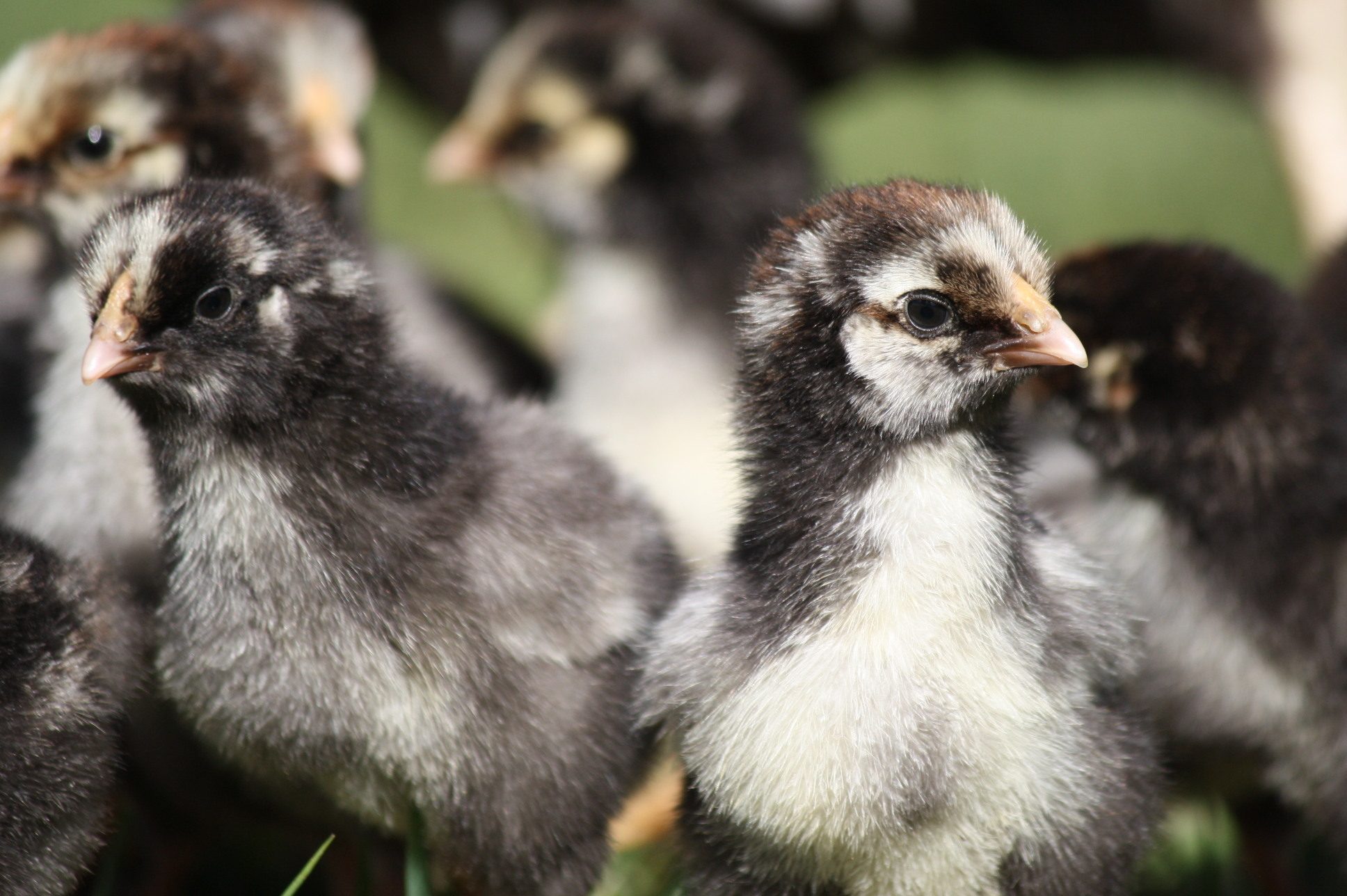 Silver laced Wyandotte chicks, 3 days old.