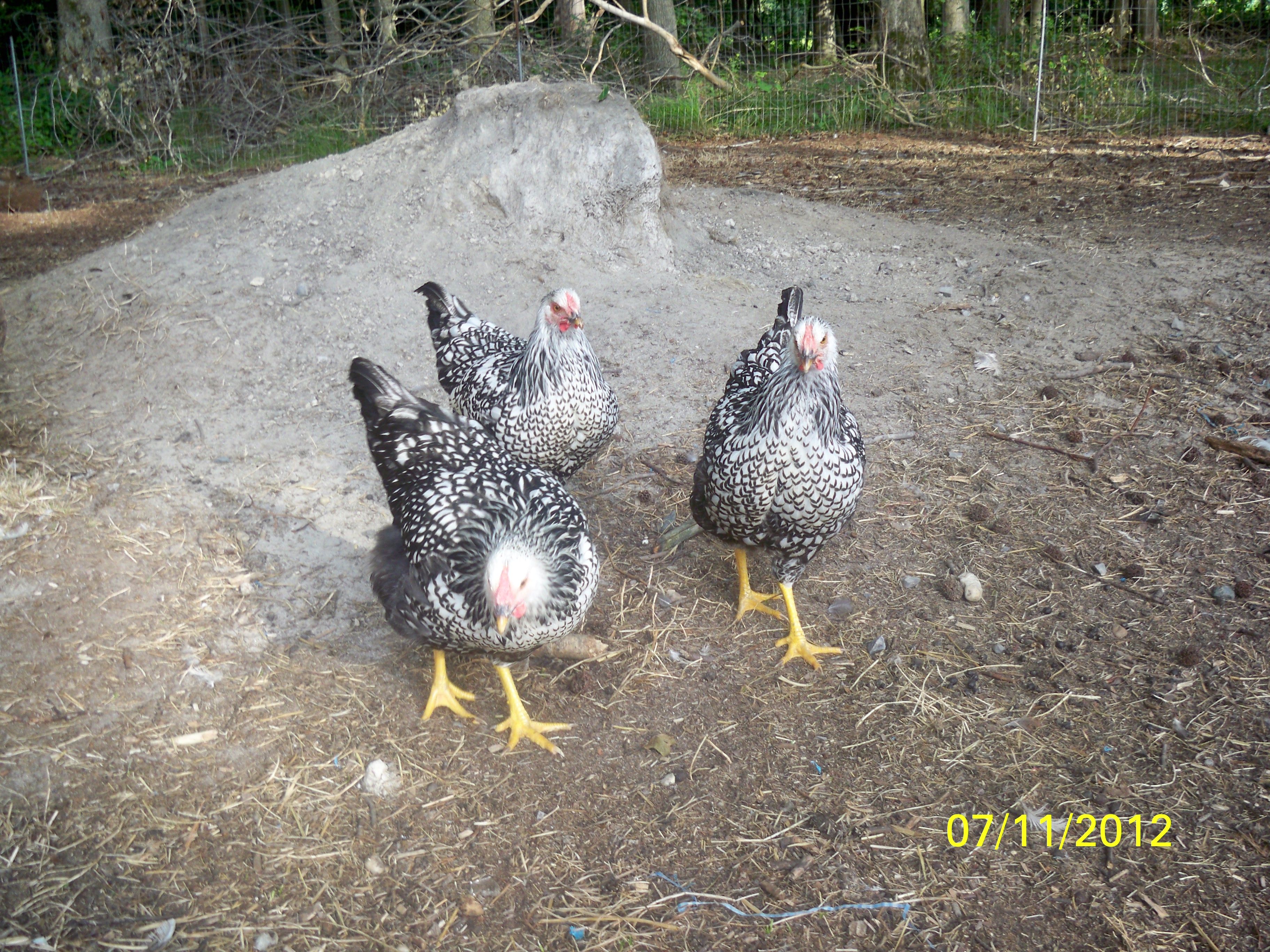 silver laced wyandotte hens