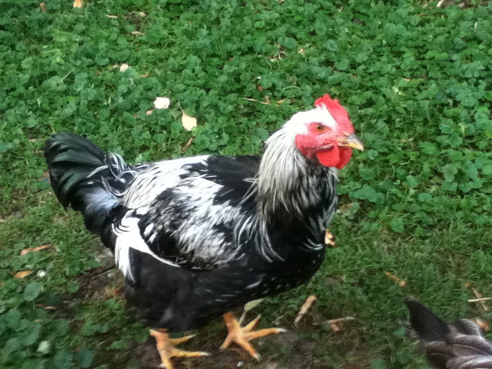 Silver laced Wyandotte rooster