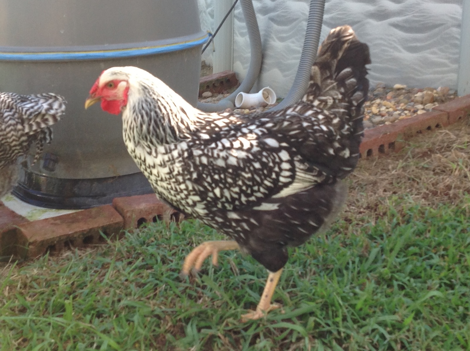Silver Laced Wyandotte Rooster?