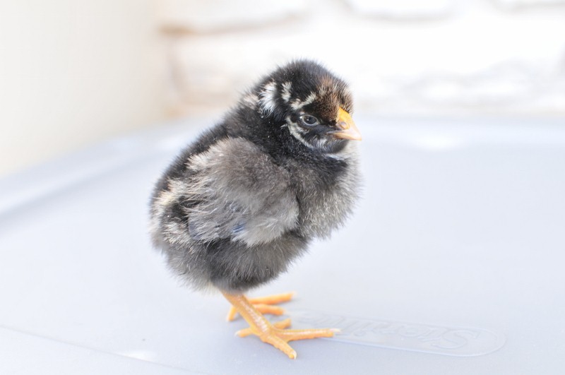 Silver laced wyandotte (Sister Mary Margaret)