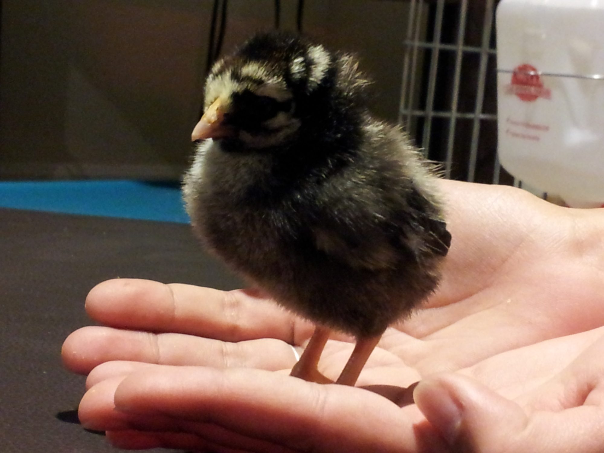 Silver Laced Wyandotte the one everyone thinks is the prettiest, grins.. Named Beatrice (another of my great aunts) by my 13 yr old daughter.