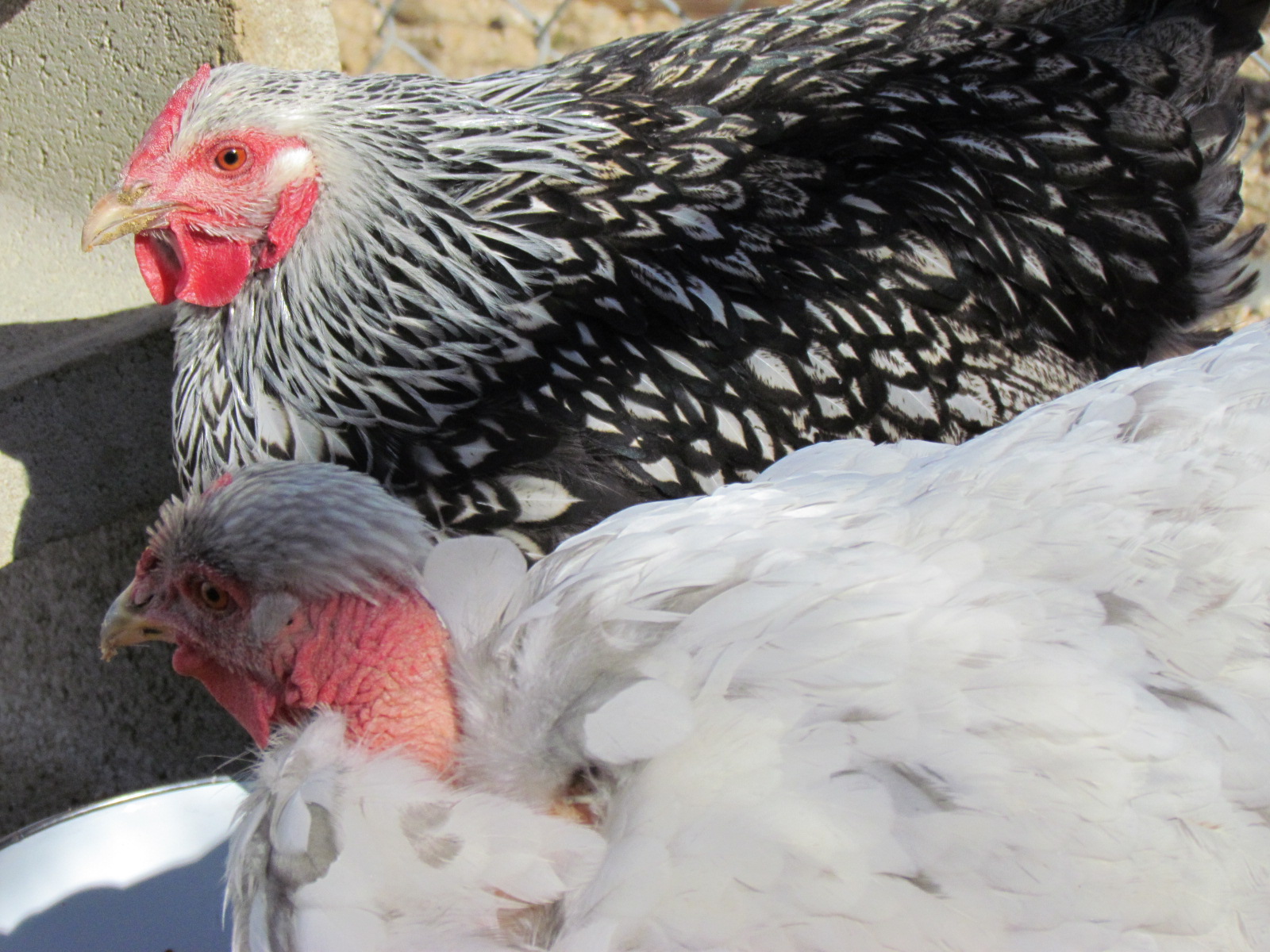 Silver Laced Wyandotte with Splash NN