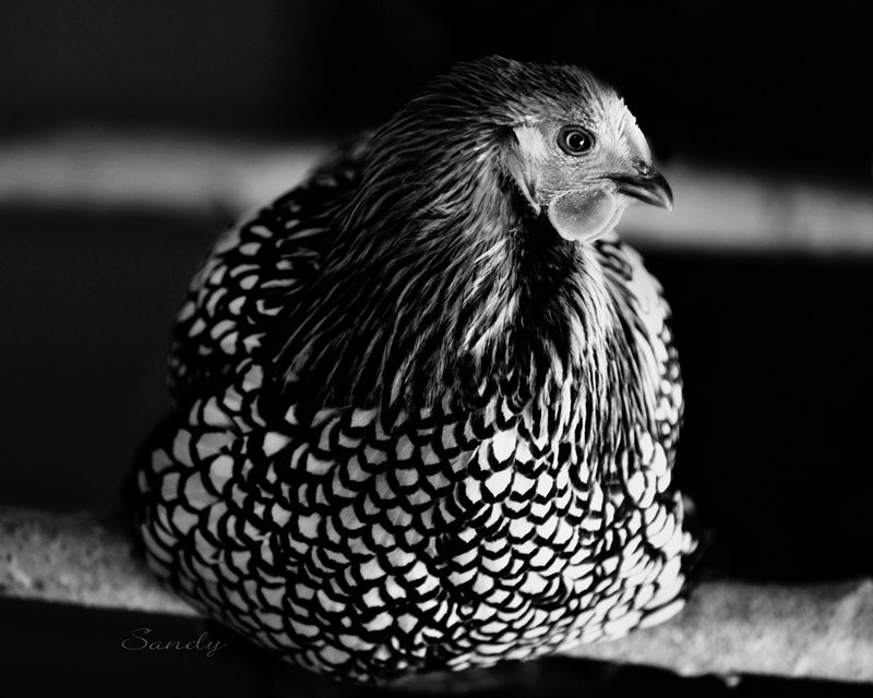 Silver Laced Wyandotte