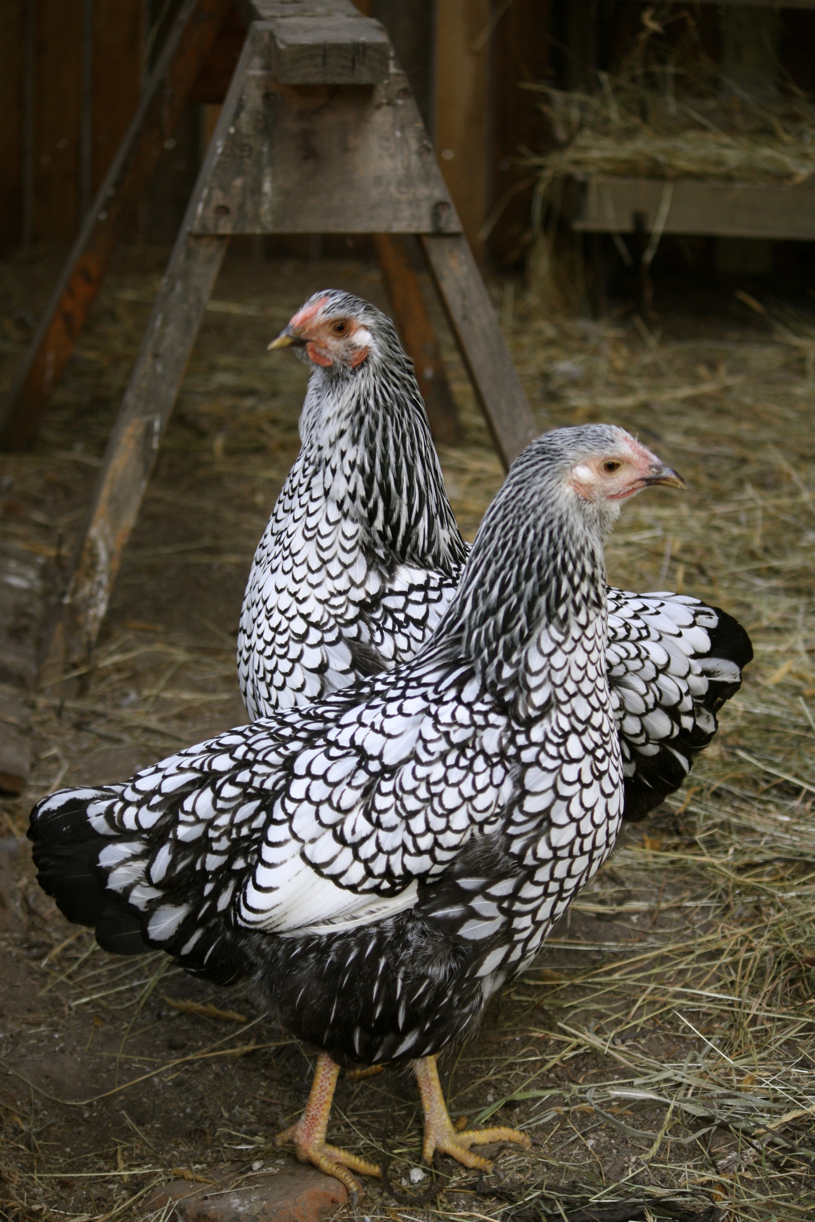 Silver Laced Wyandotte