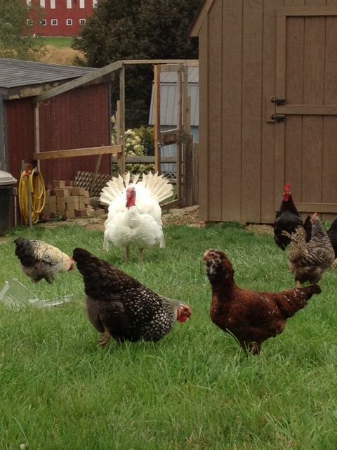 Silver Laced Wyandotte