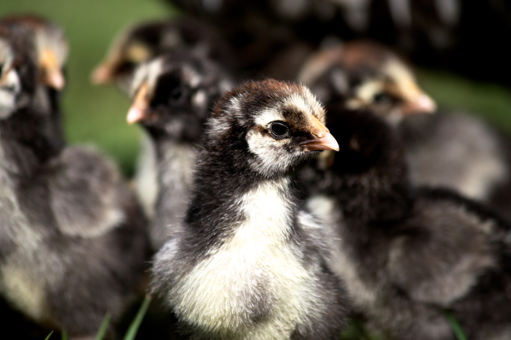 Silver laced Wyandotte .