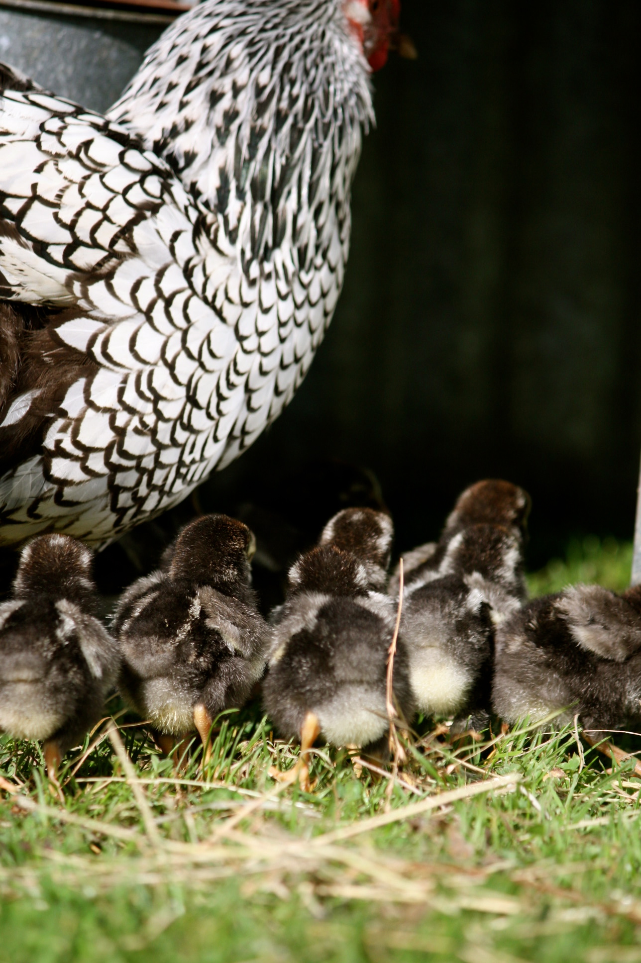 Silver laced Wyandotte