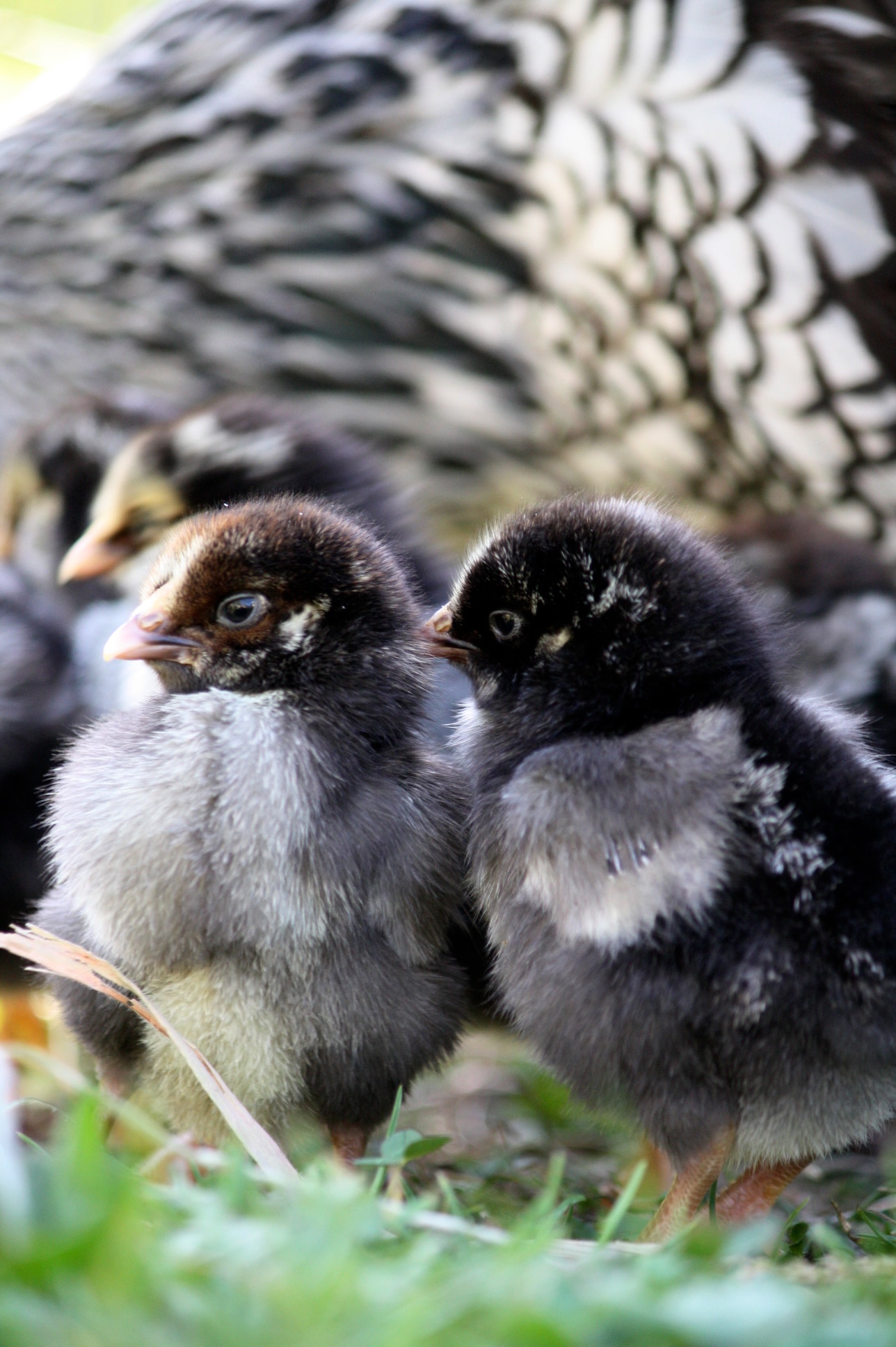 Silver laced Wyandotte