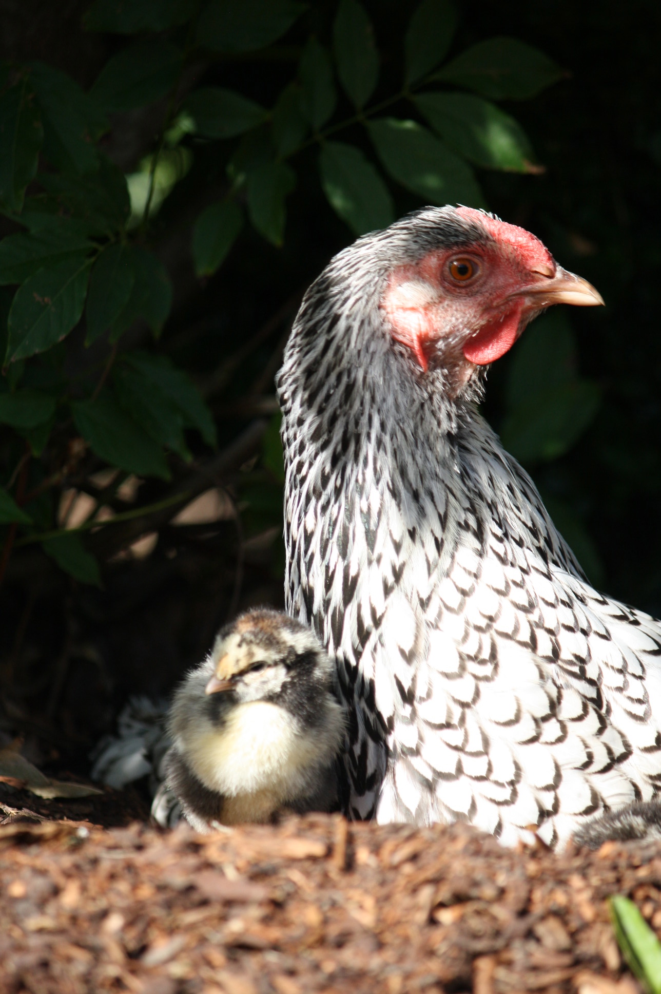 Silver laced Wyandotte .