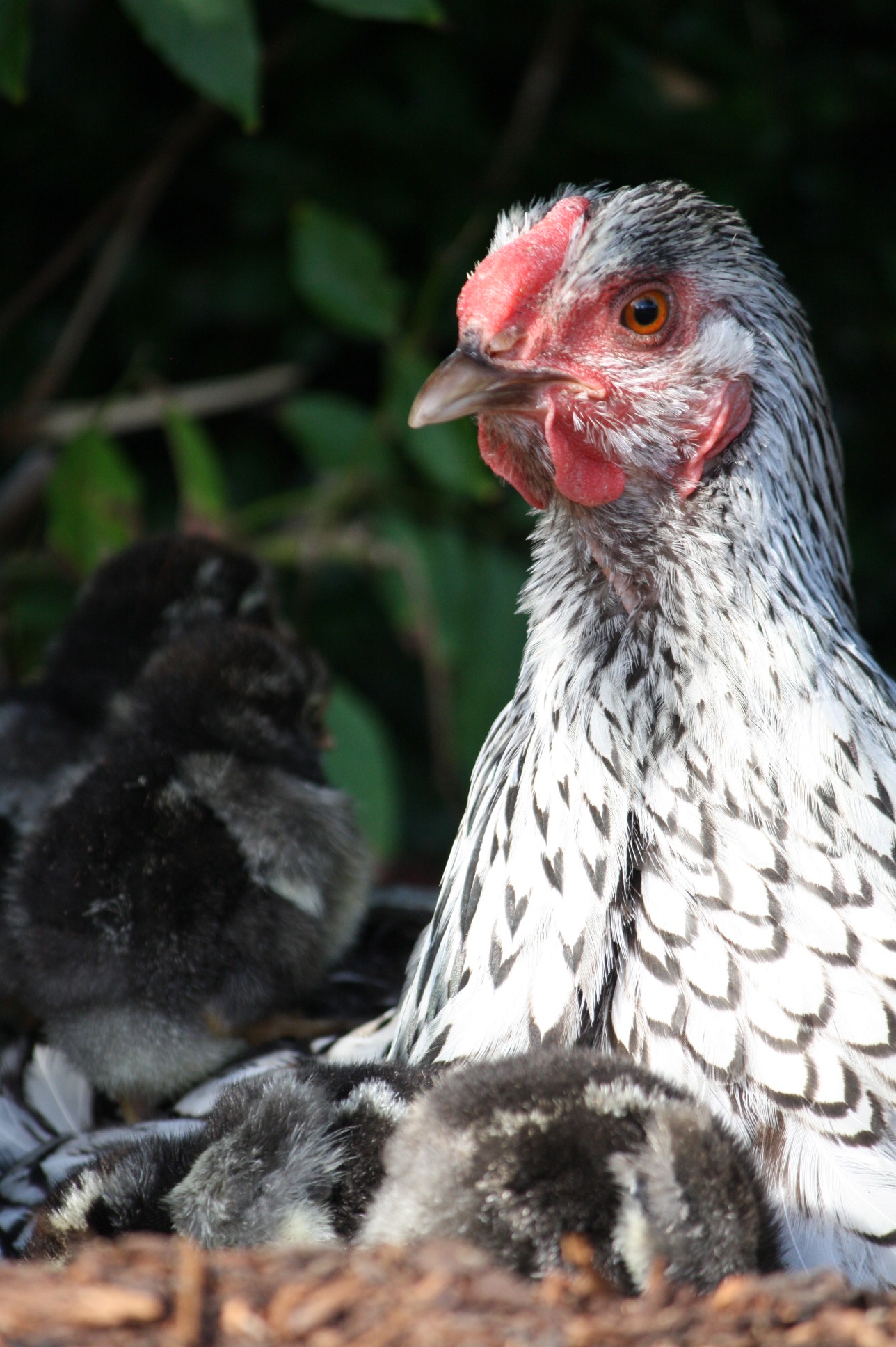 Silver laced Wyandotte