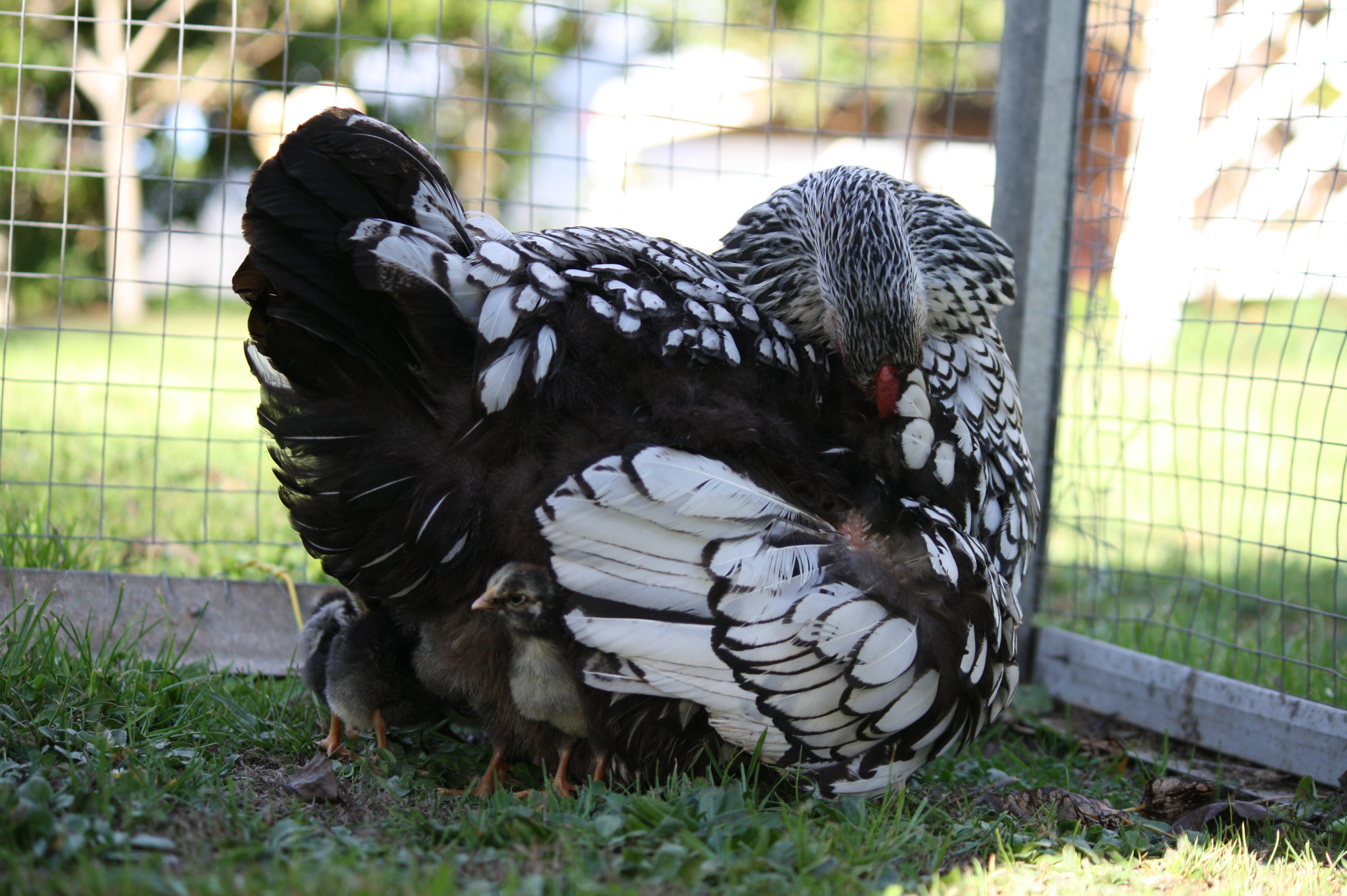 Silver laced Wyandotte