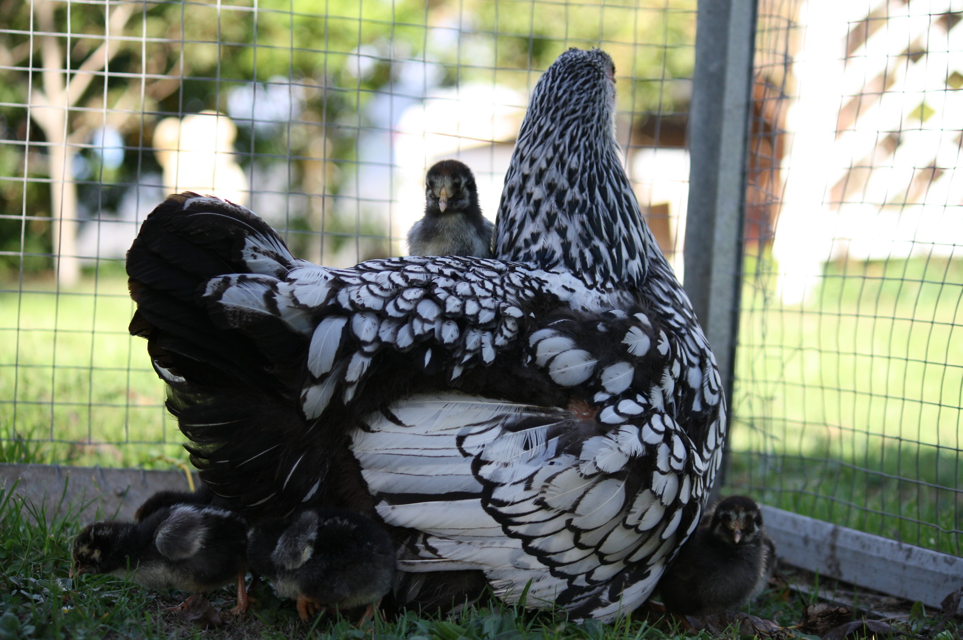 Silver laced Wyandotte