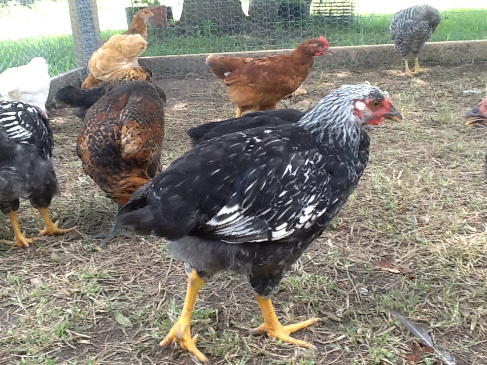 Silver laced wyandotte