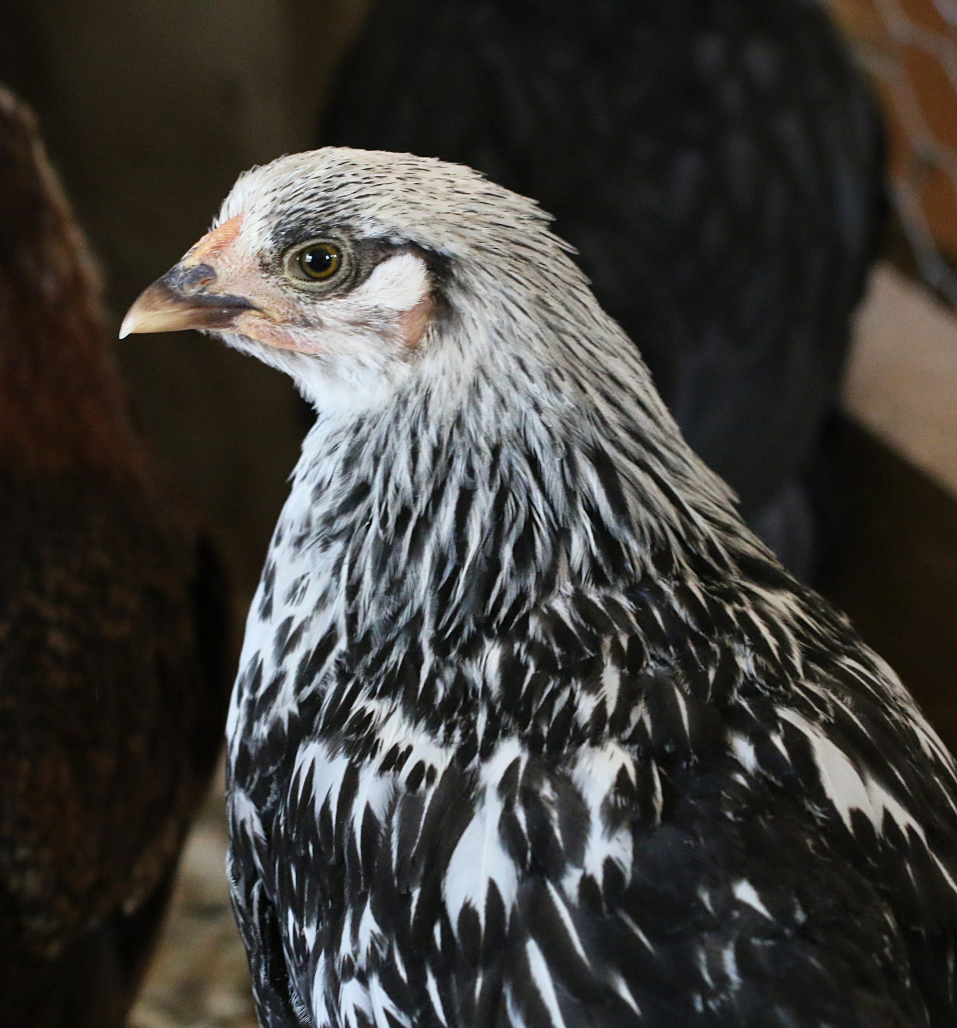 Silver Laced Wyandotte