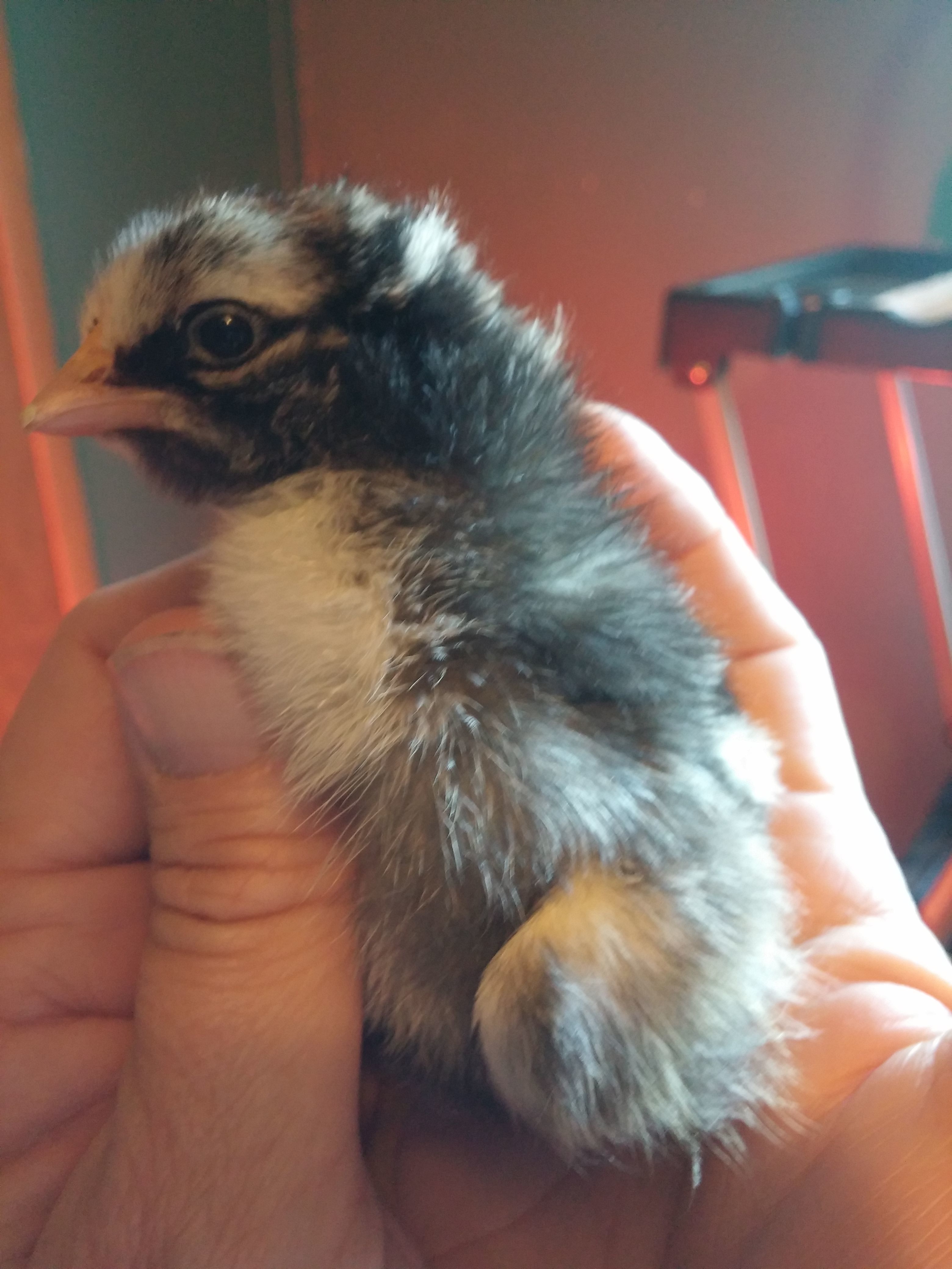 Silver Laced Wyandotte