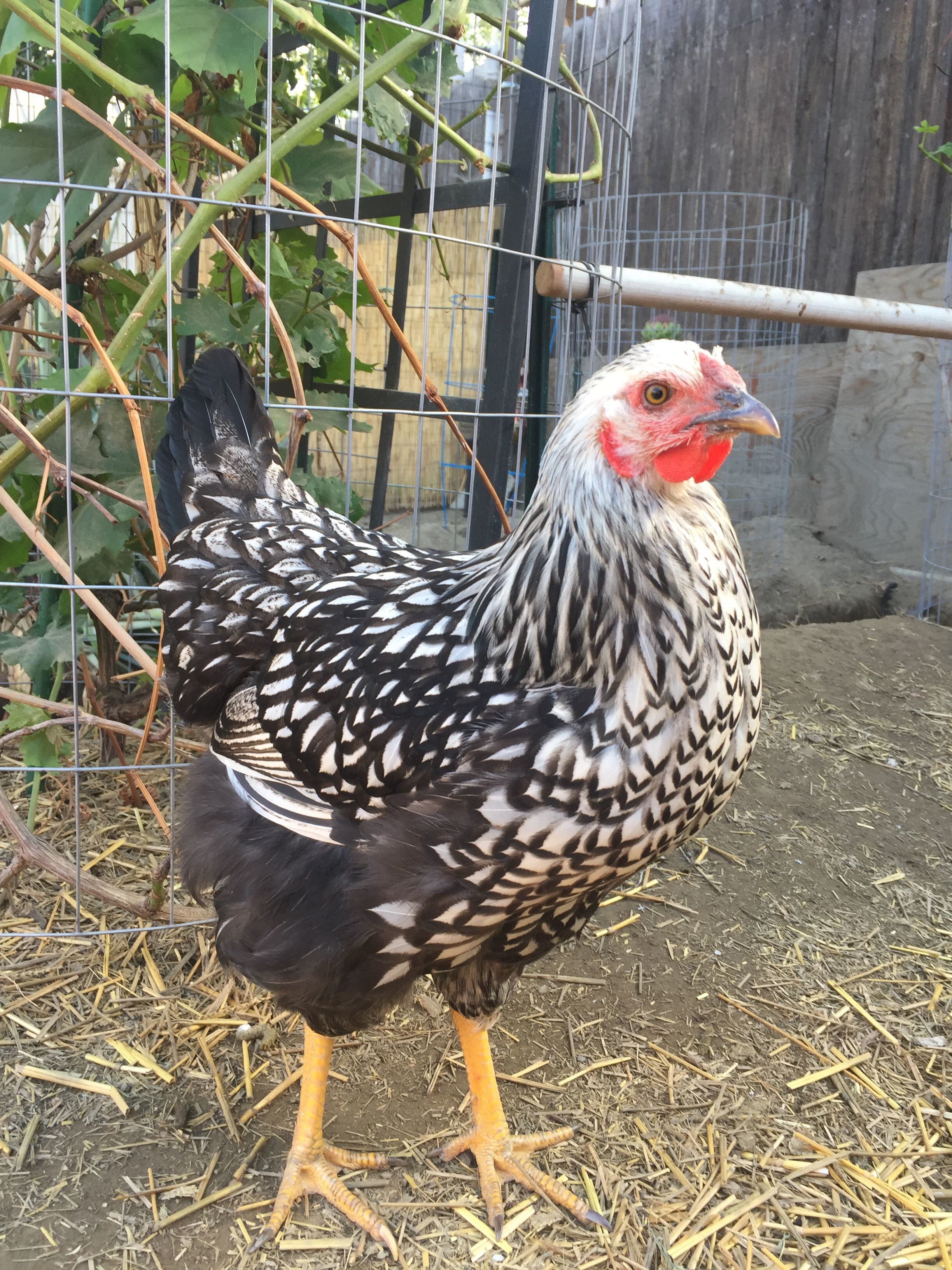 Silver laced Wyandotte