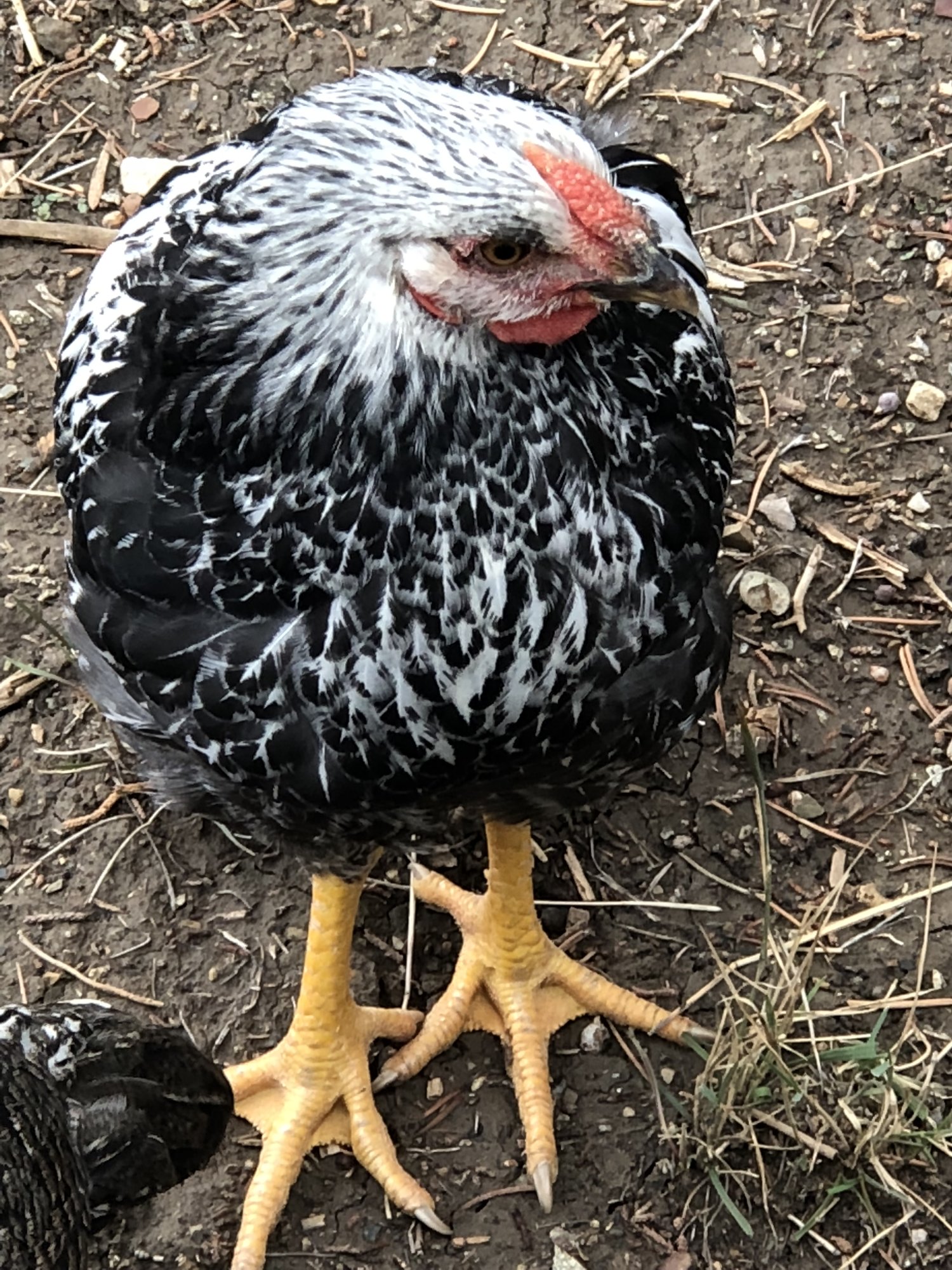 Silver laced Wyandotte