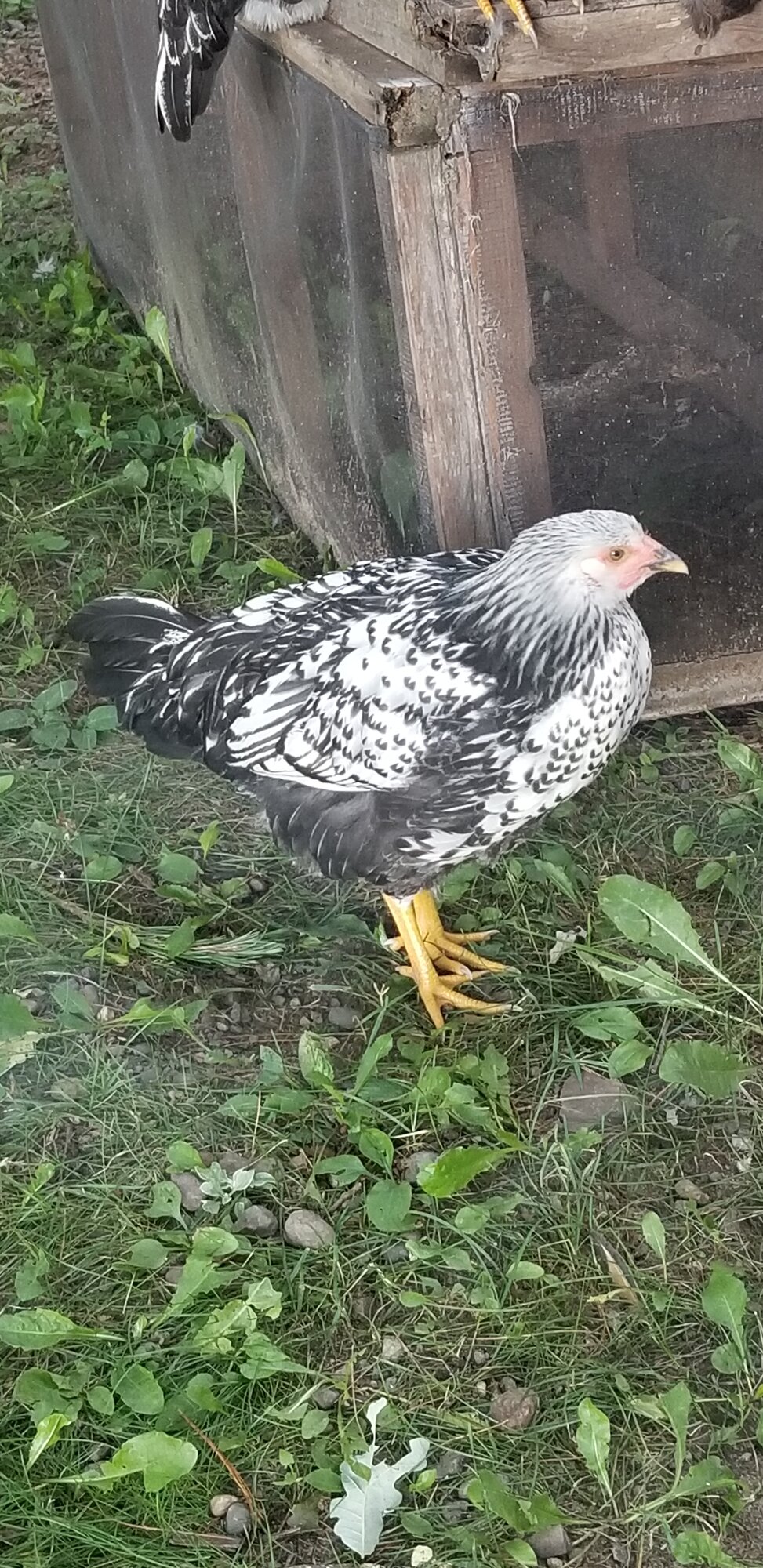 Silver laced wyandotte