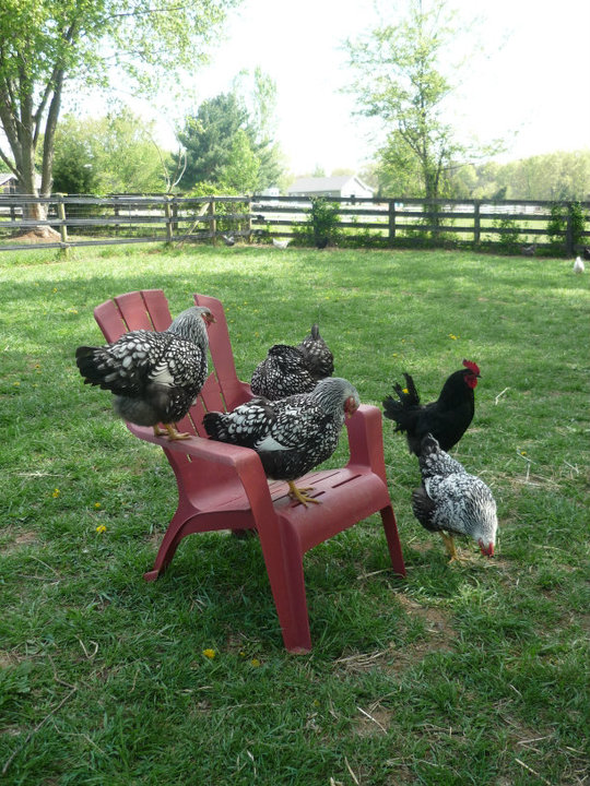 silver laced wyandottes and black austrolops