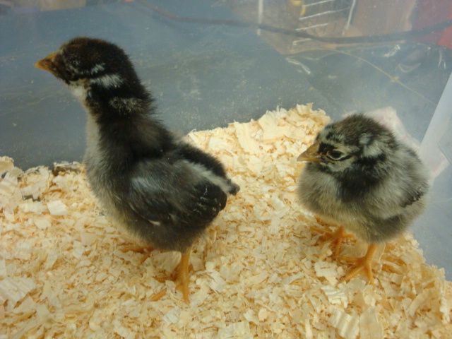 Silver Laced Wyandottes Lacey & Lilly