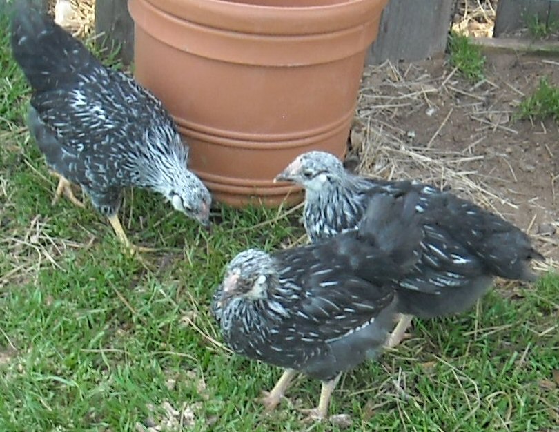 Silver Laced Wyandottes