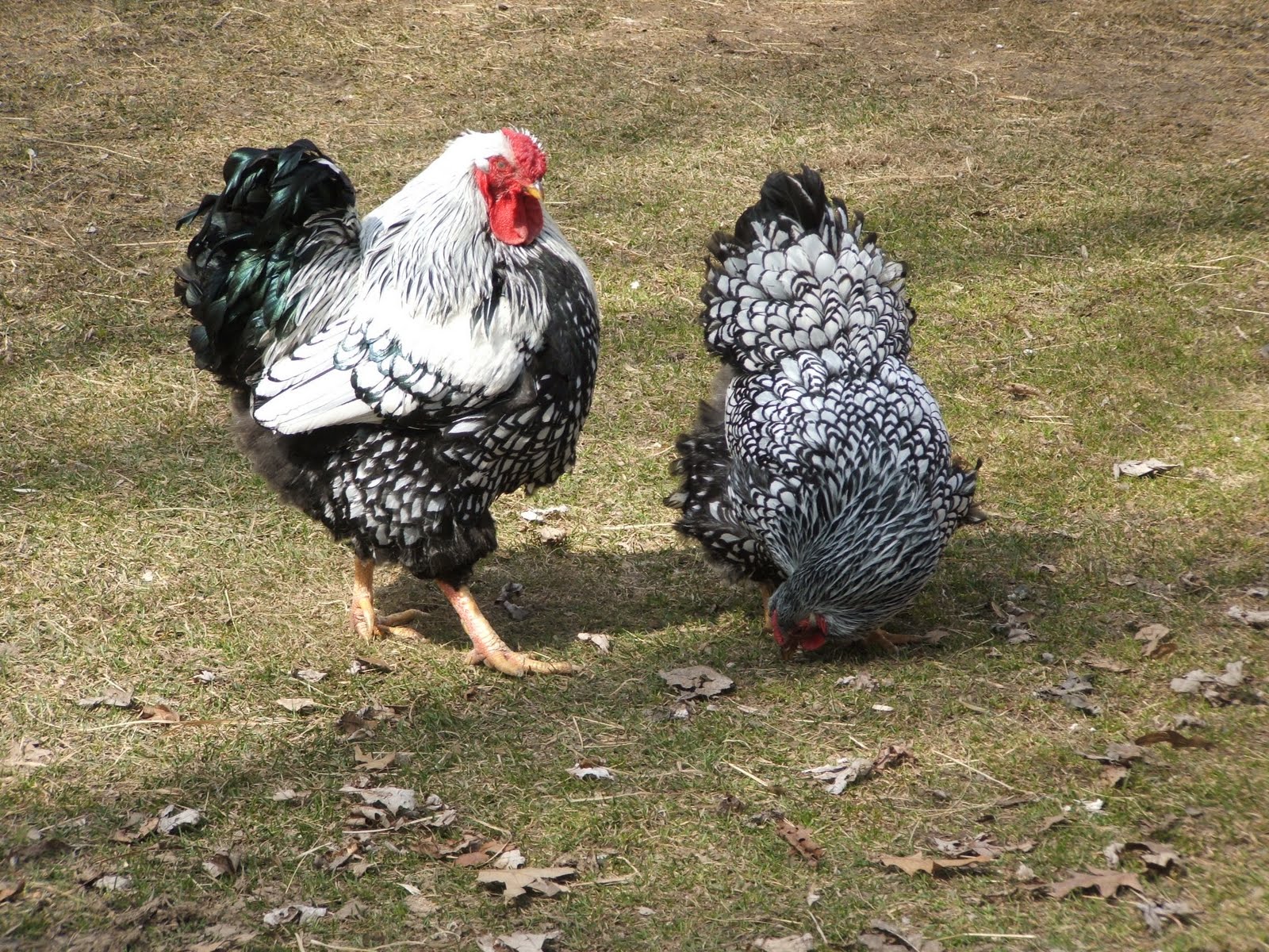 Silver-Laced Wyandottes