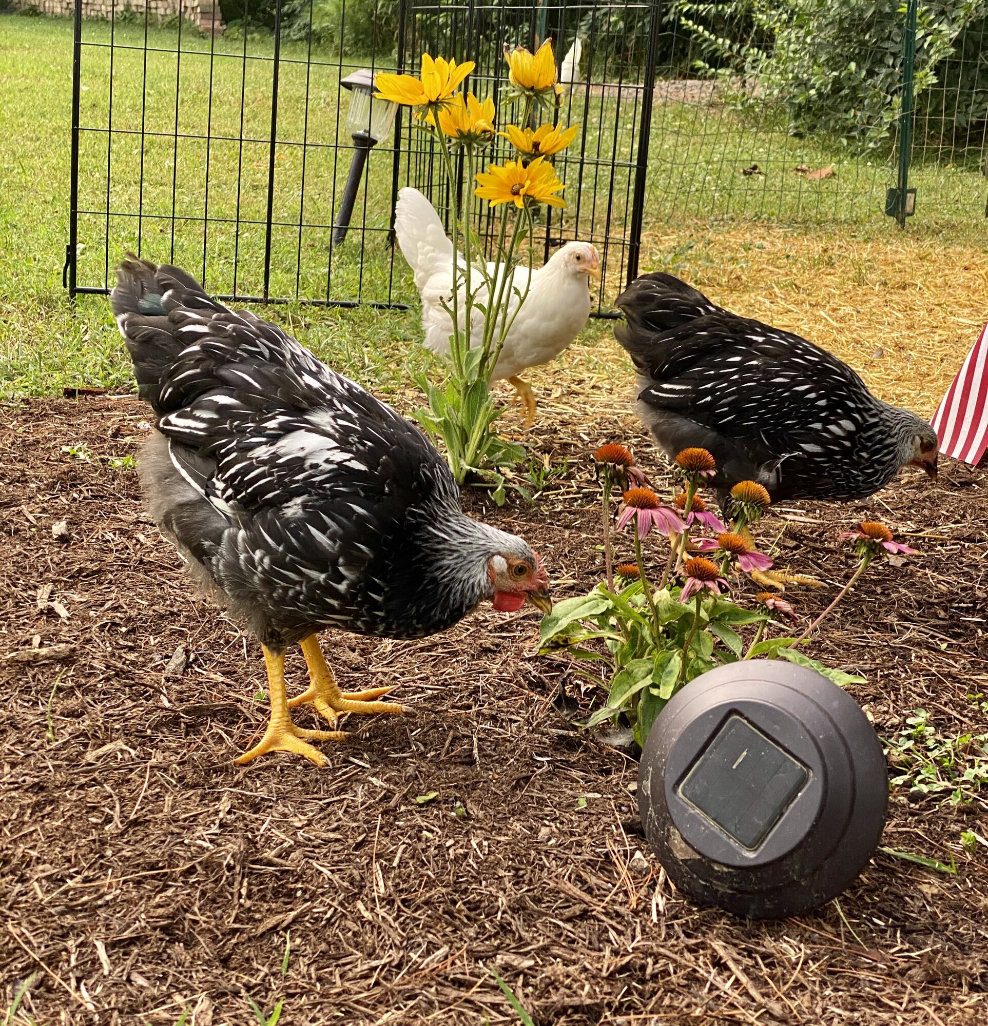 Silver laced Wyandottes