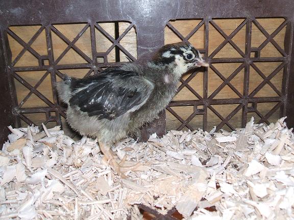 Silver Laced Wynadotte - 2 weeks