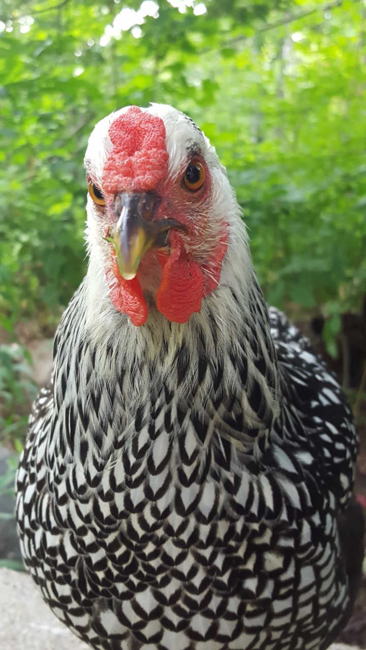 Silver laced Wyondotte, 18 weeks old