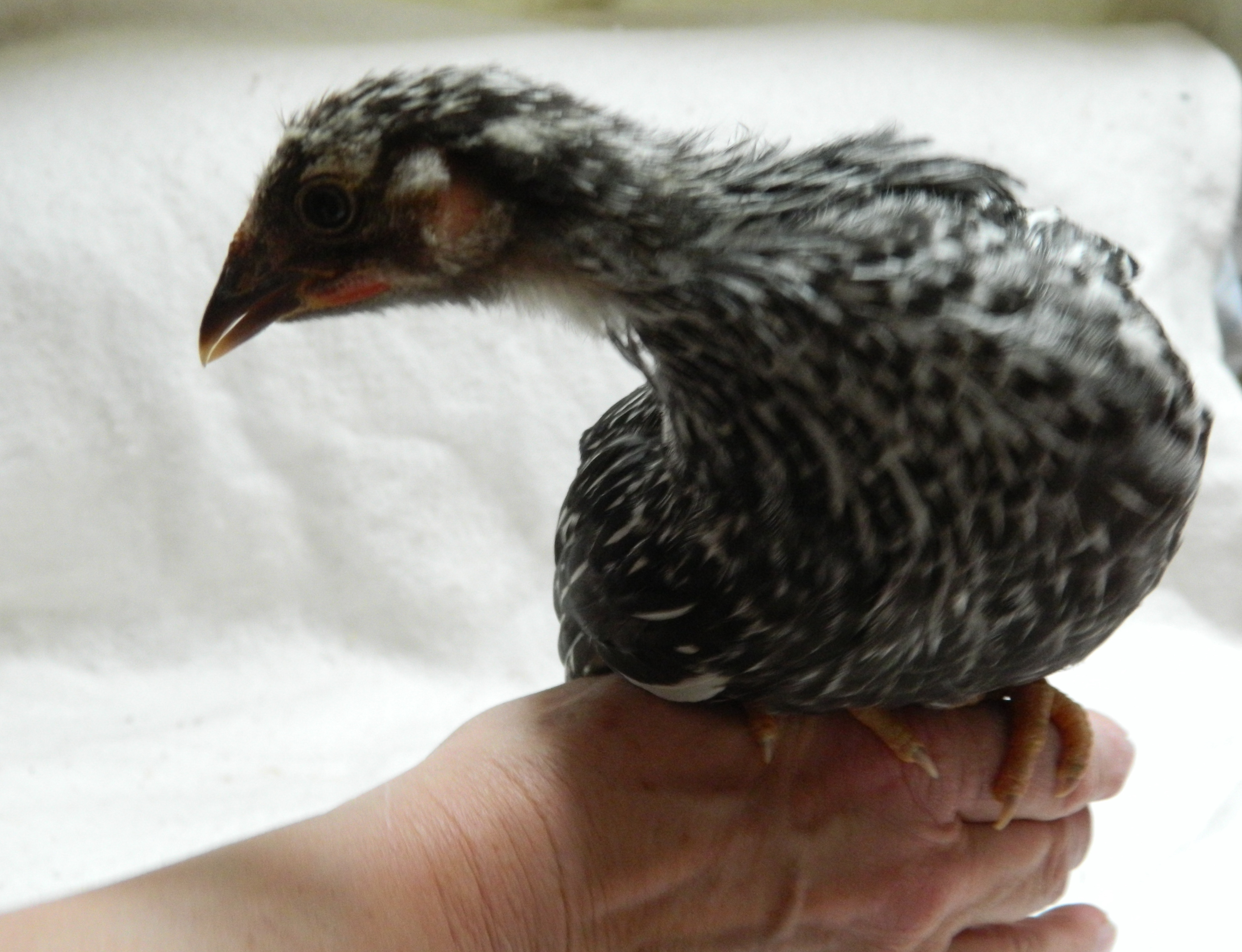 Silver laced Wyondotte, 8 weeks old