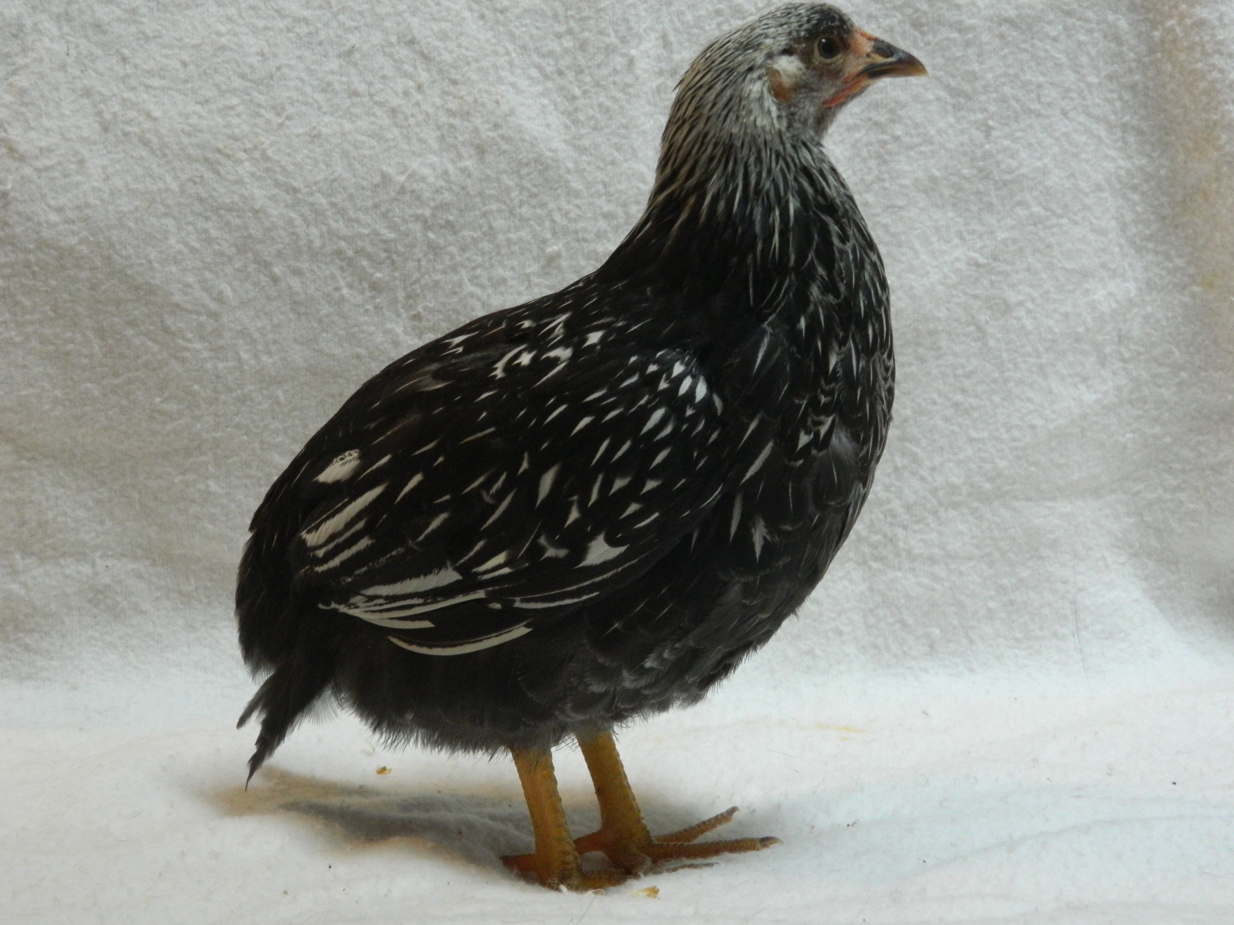 Silver laced Wyondotte, 8 weeks old | BackYard Chickens - Learn How to ...