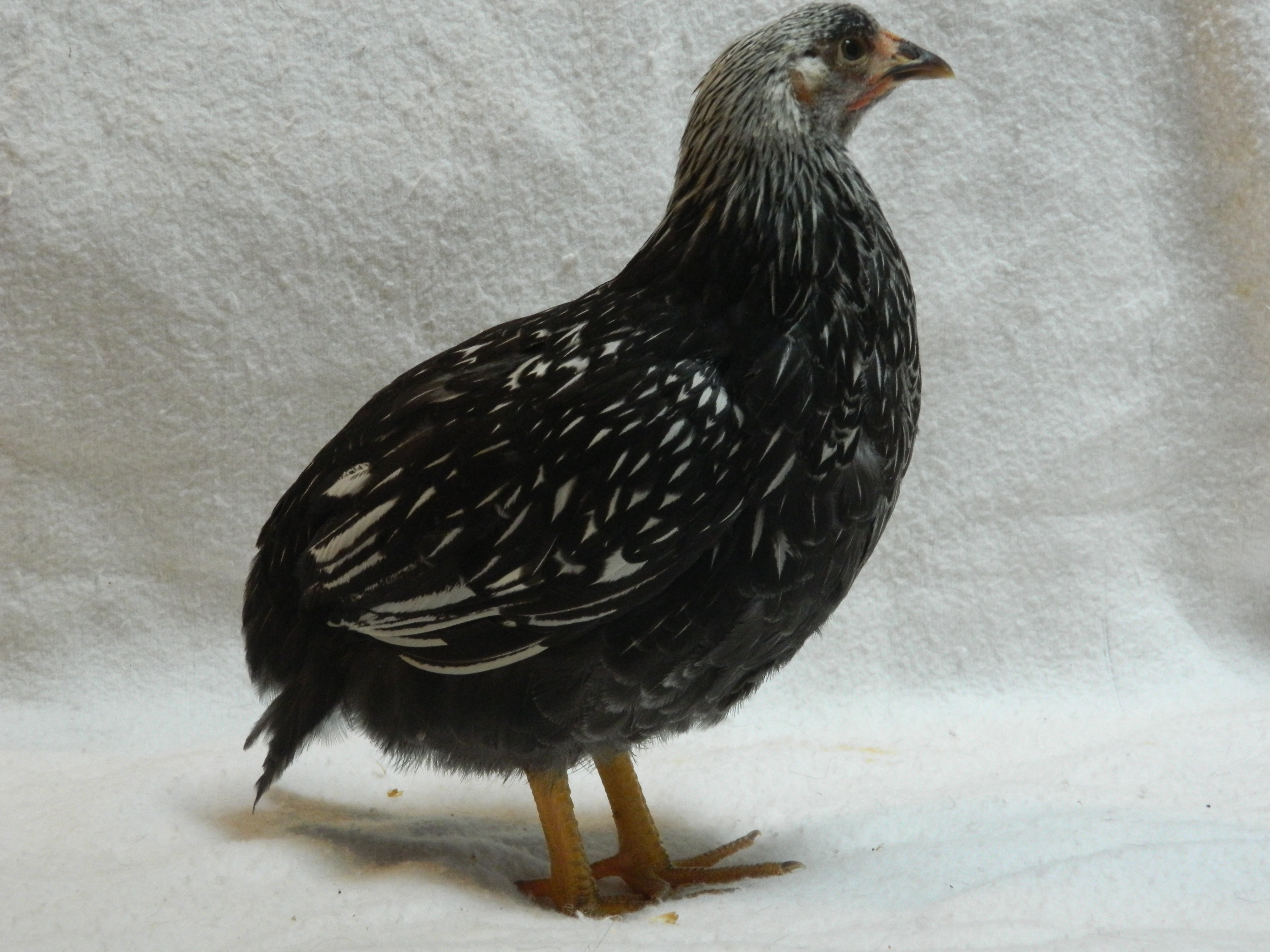 Silver laced Wyondotte, 8 weeks old