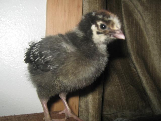 silver laced