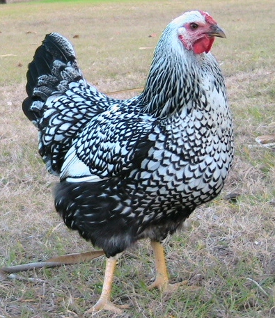 Silver Laced