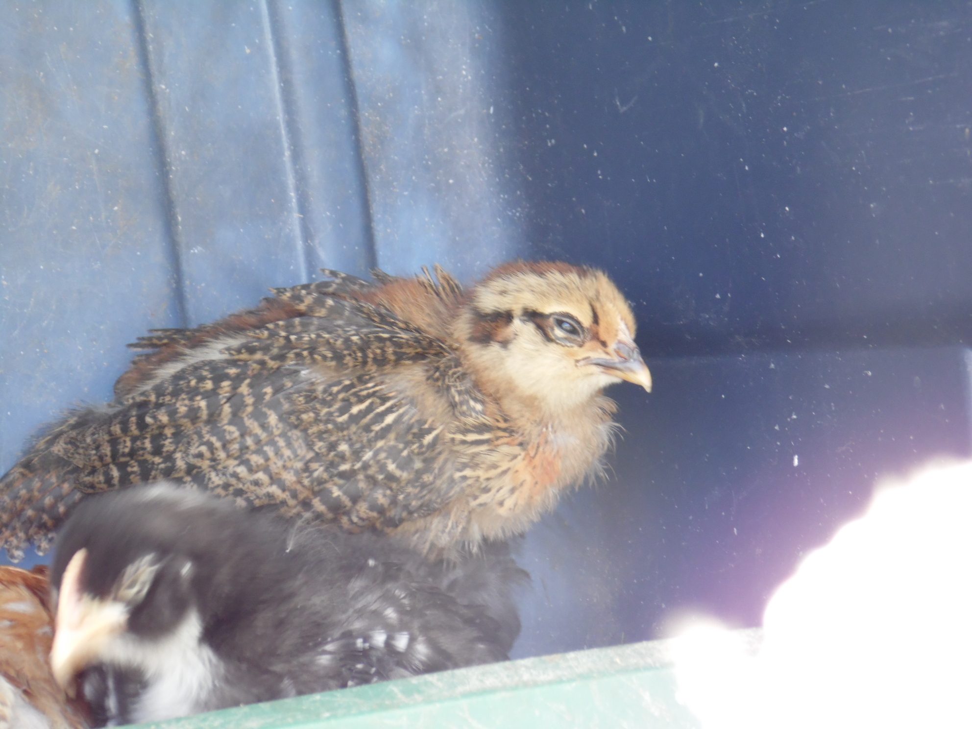 Silver Leghorn / Americauna