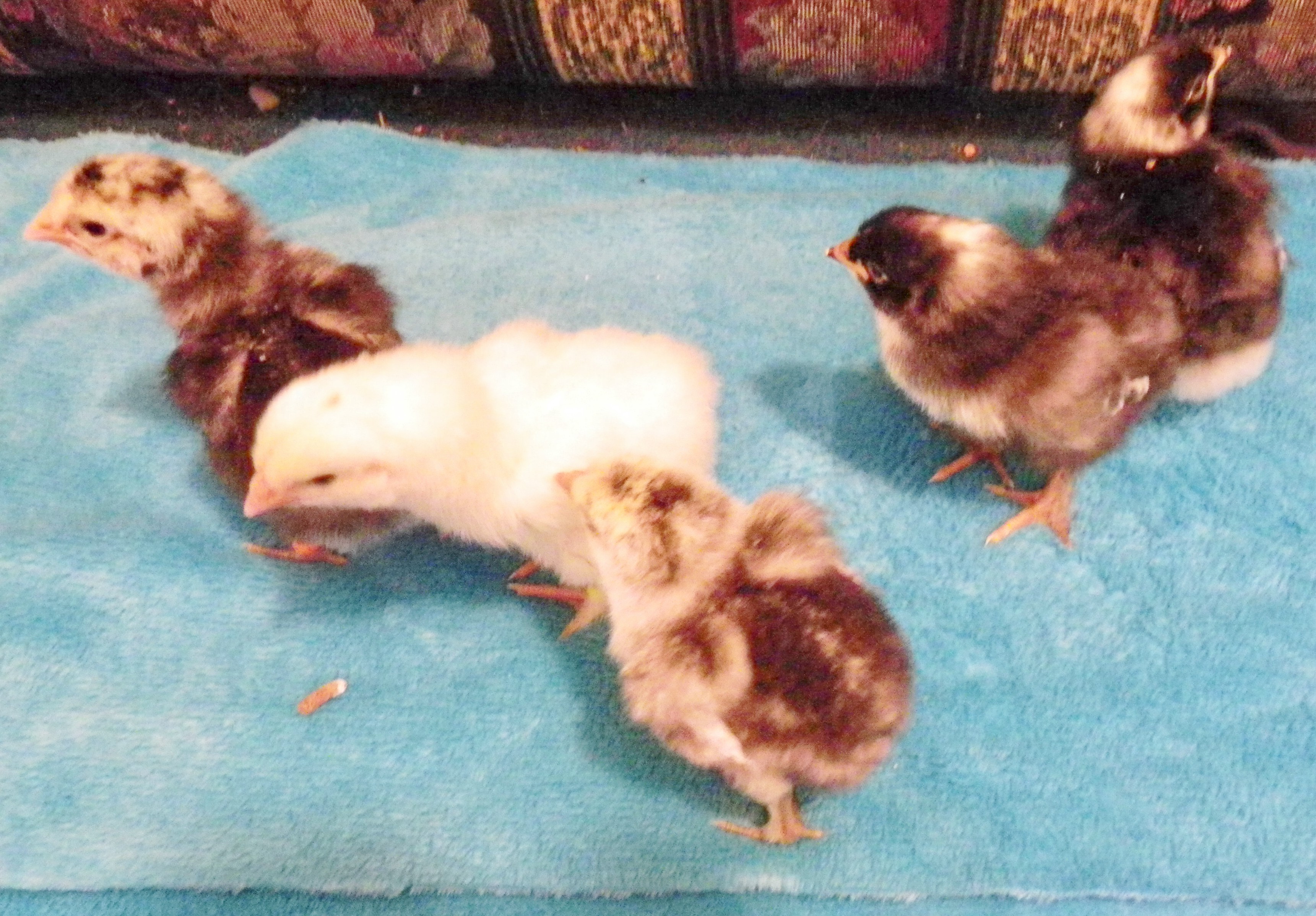 Silver Marans
