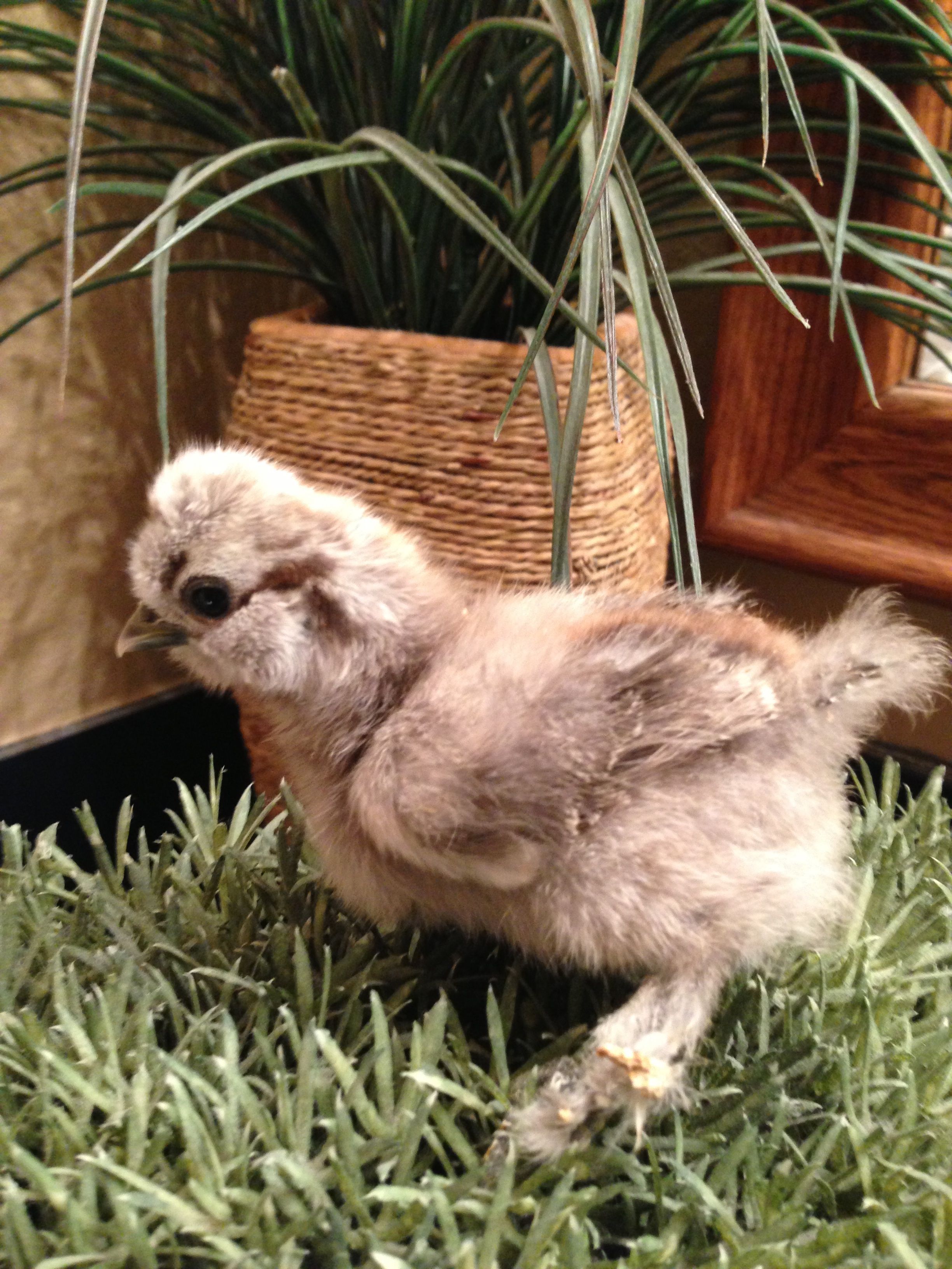 silver partridge