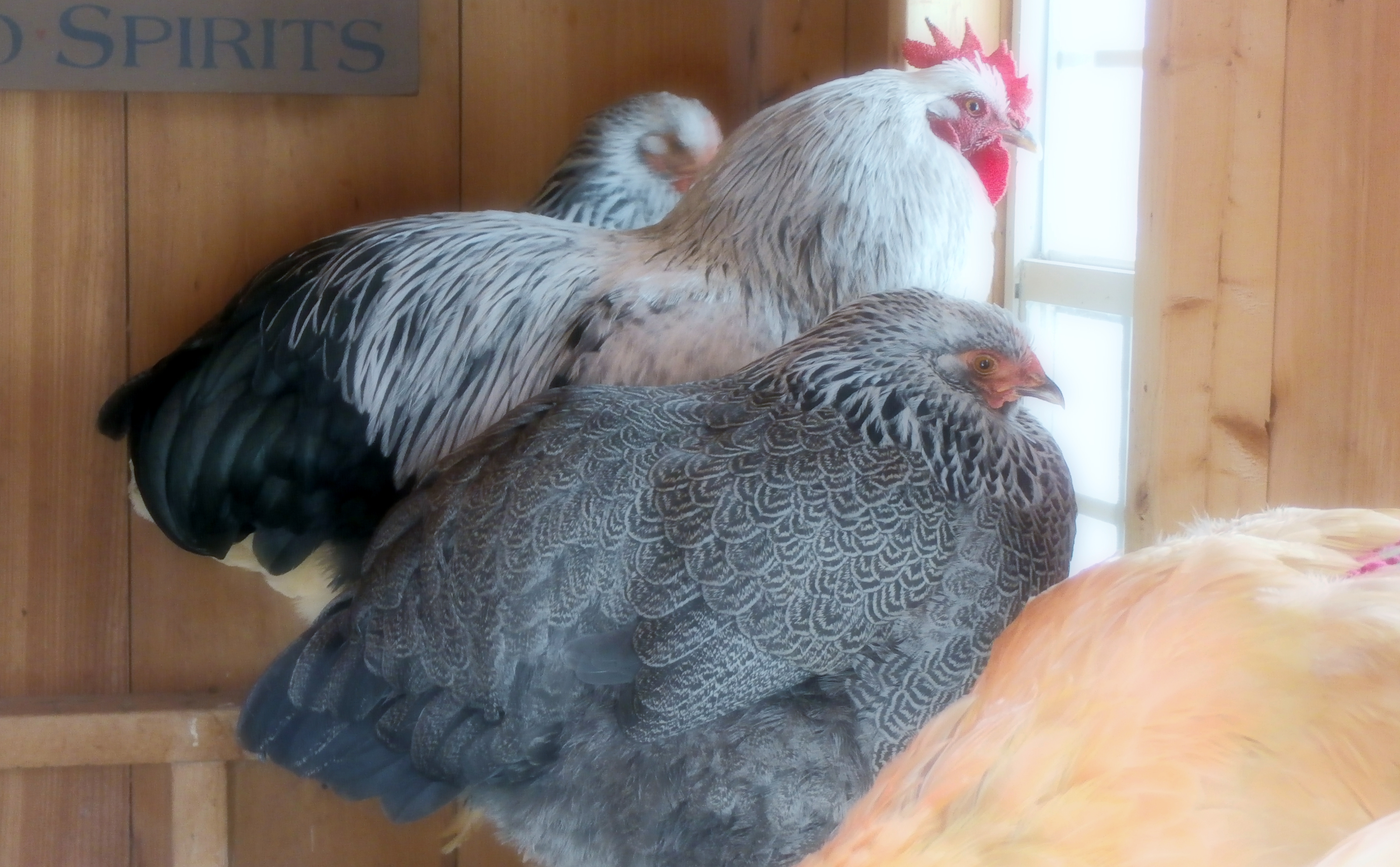 Silver penciled plymouth rocks roosting with other hens.