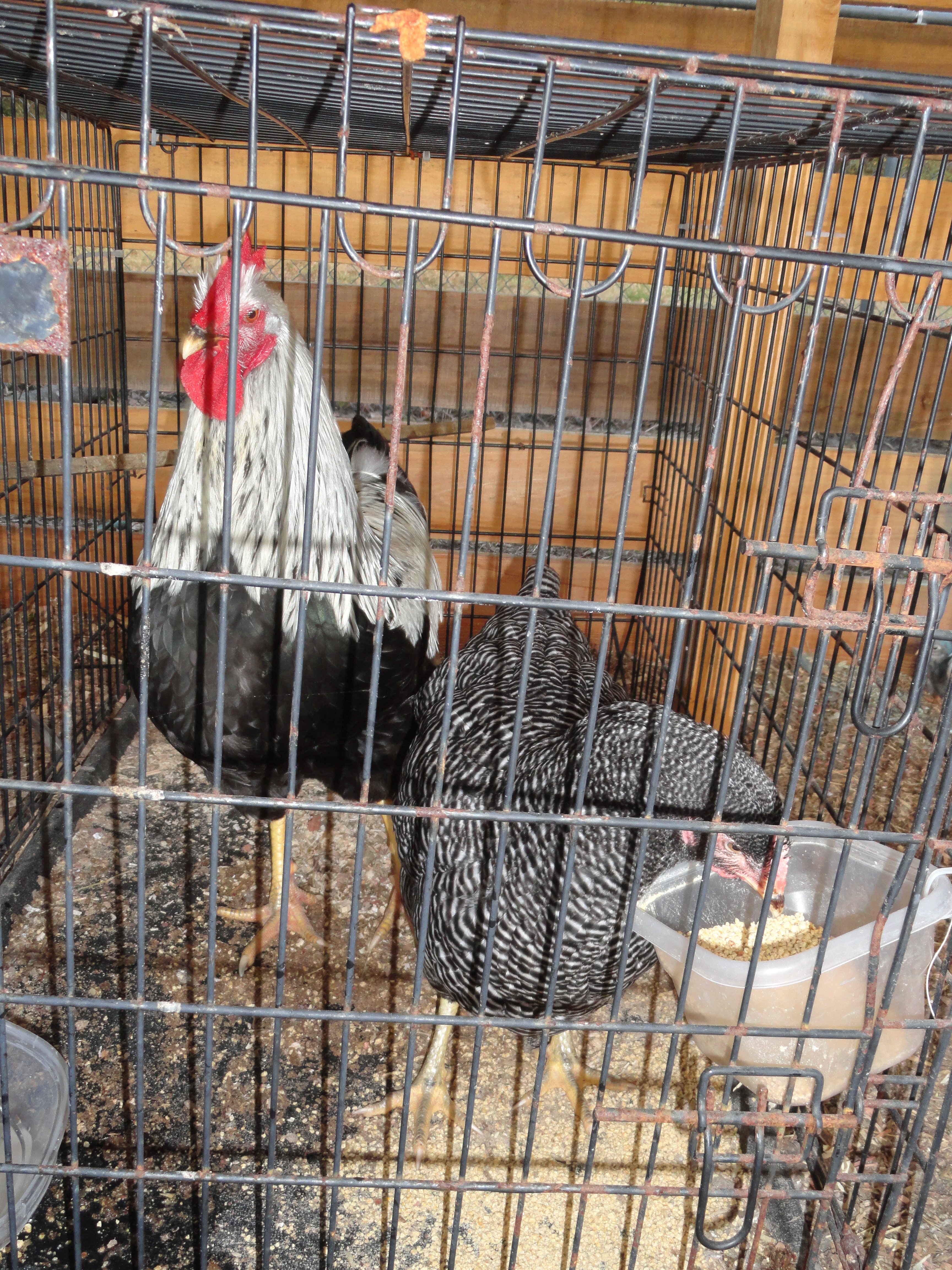 Silver Penciled Rock roo and BR hen from tigercreek