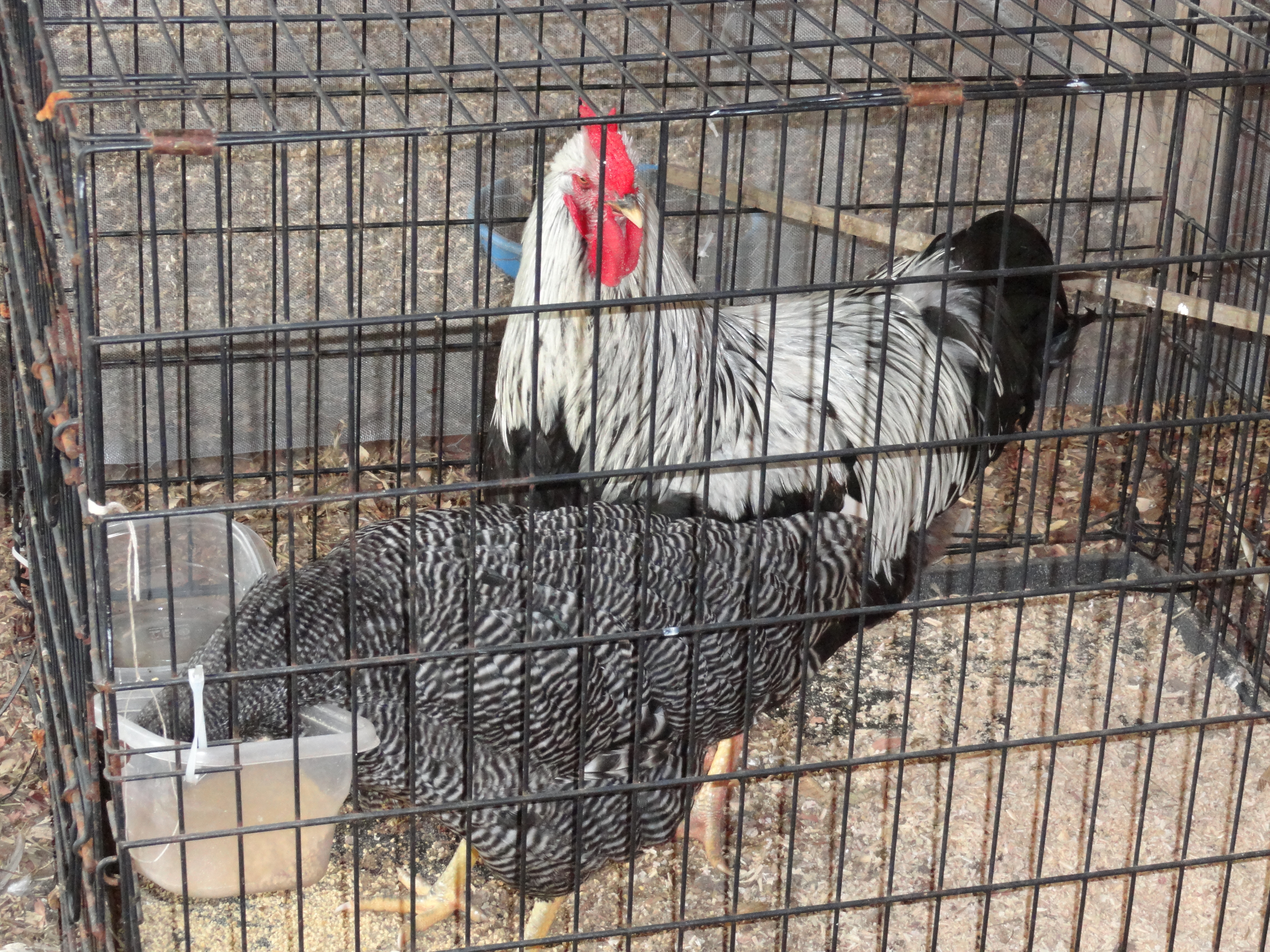 Silver Penciled Rock roo and BR hen from tigercreek