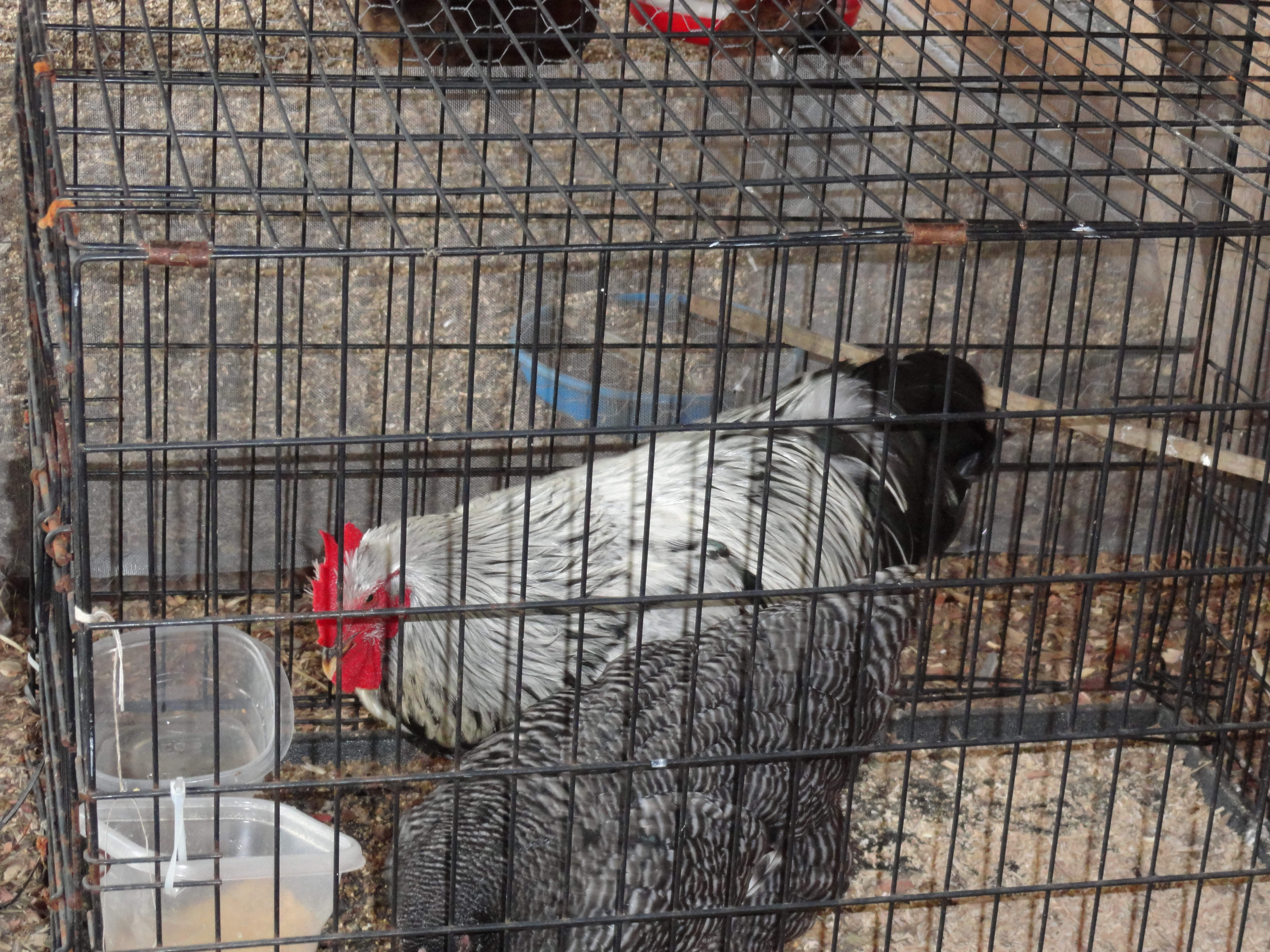 Silver Penciled Rock roo and BR hen from tigercreek