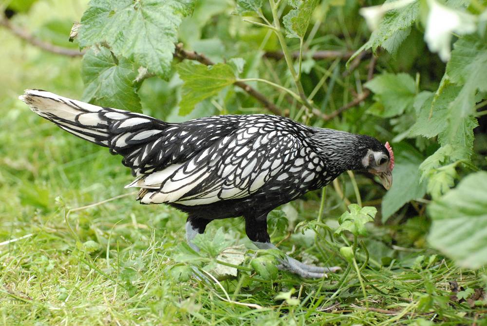 Silver penciled Sebright