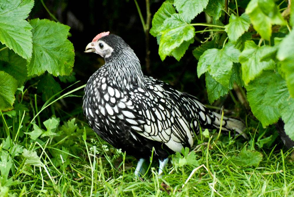 Silver pencilled Sebright
