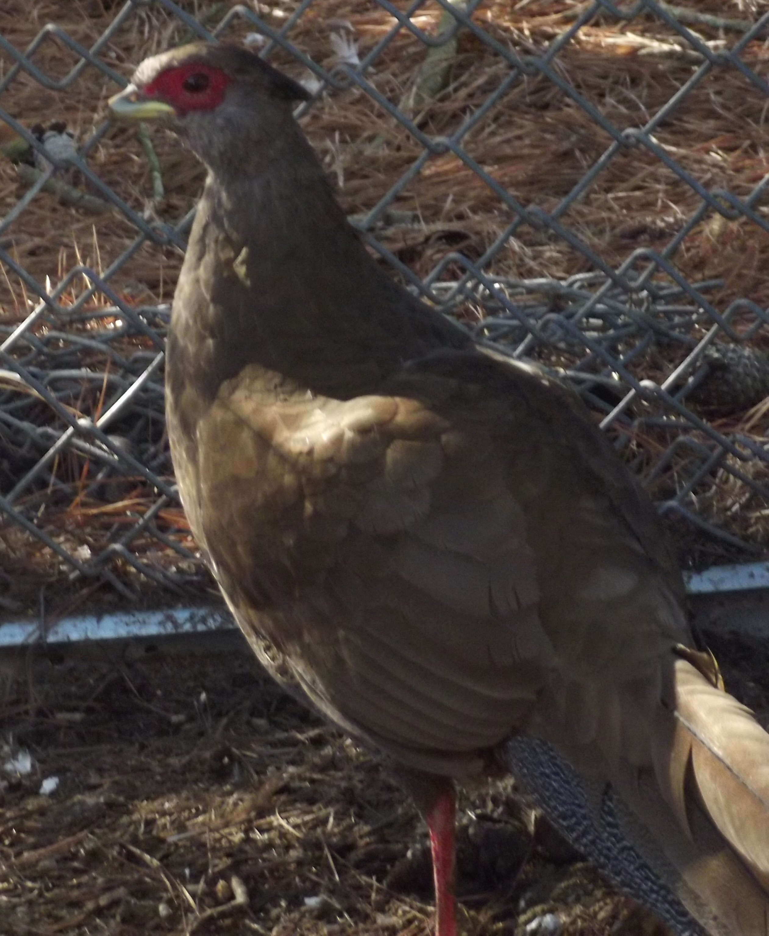 Silver Pheasant Hen.