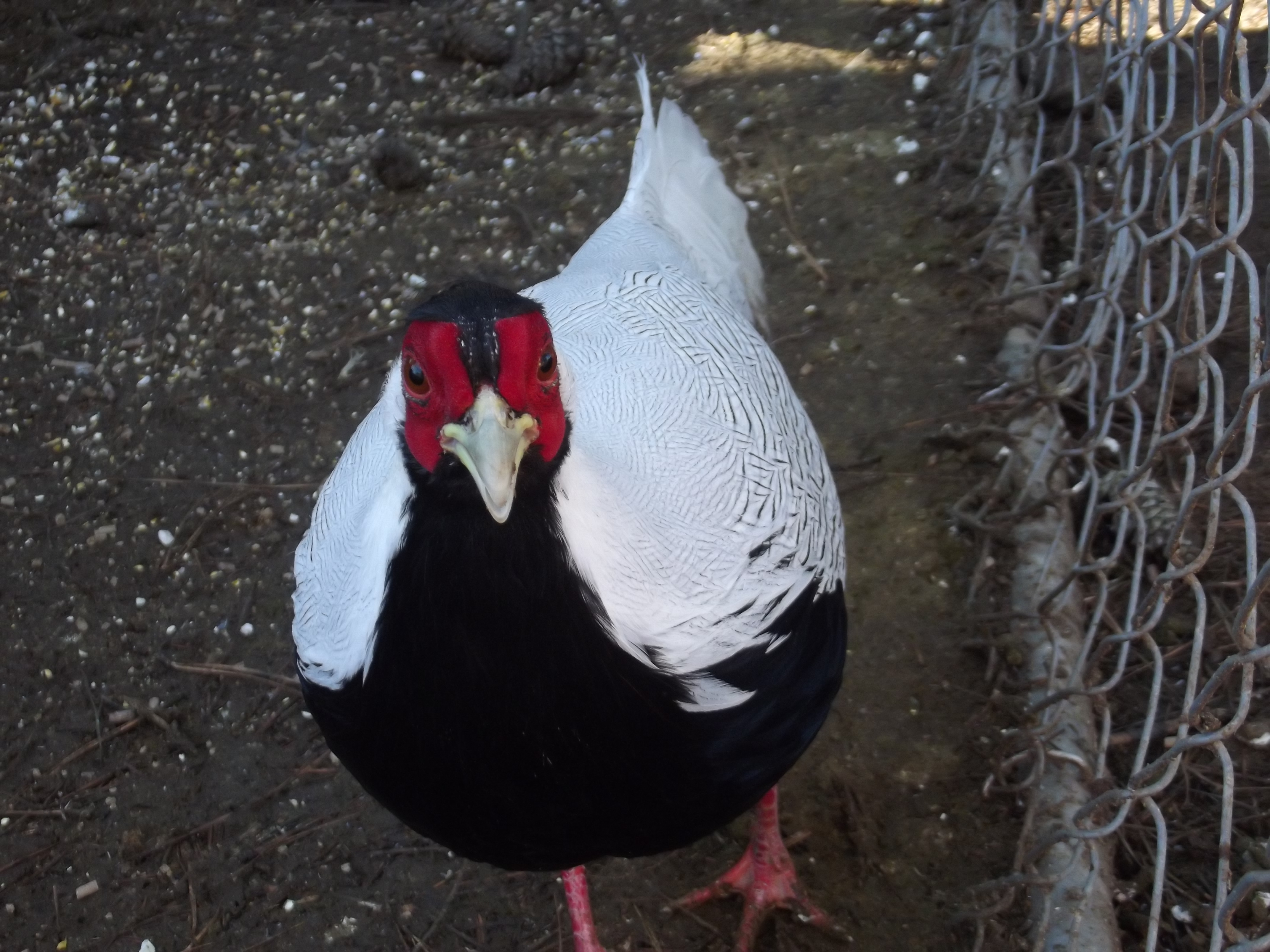Silver Pheasant Roo.