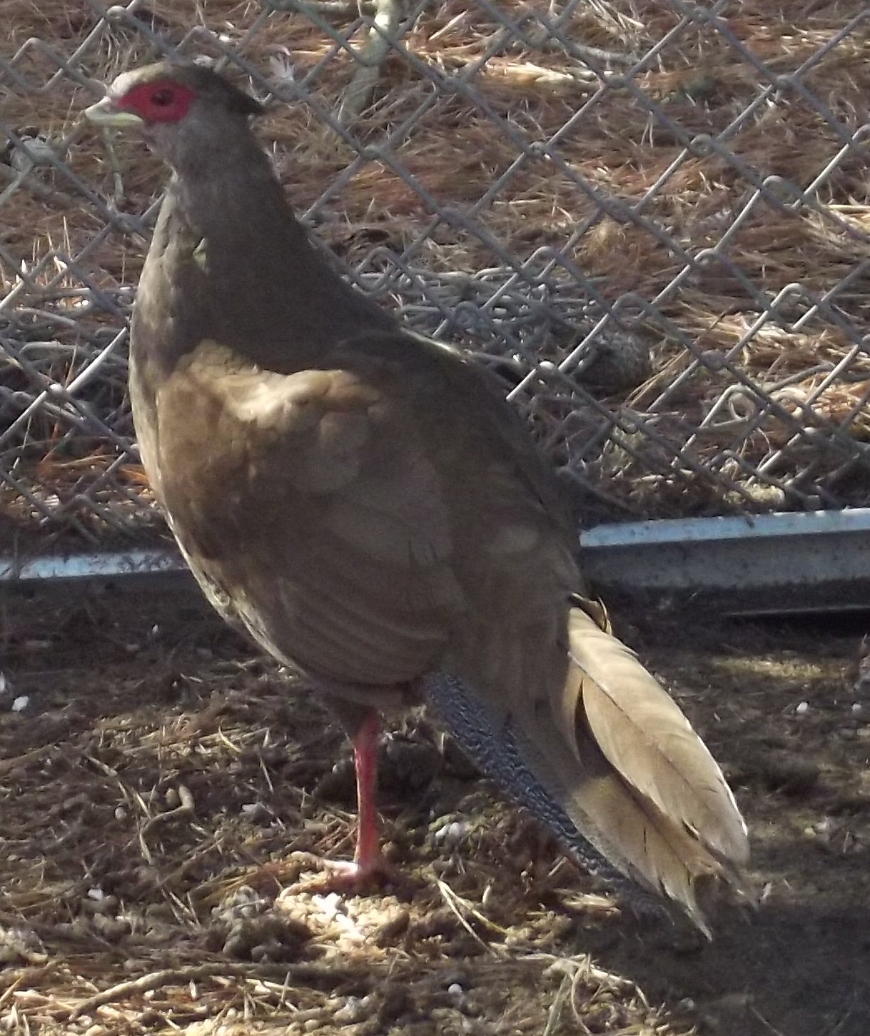 Silver Pheasant.