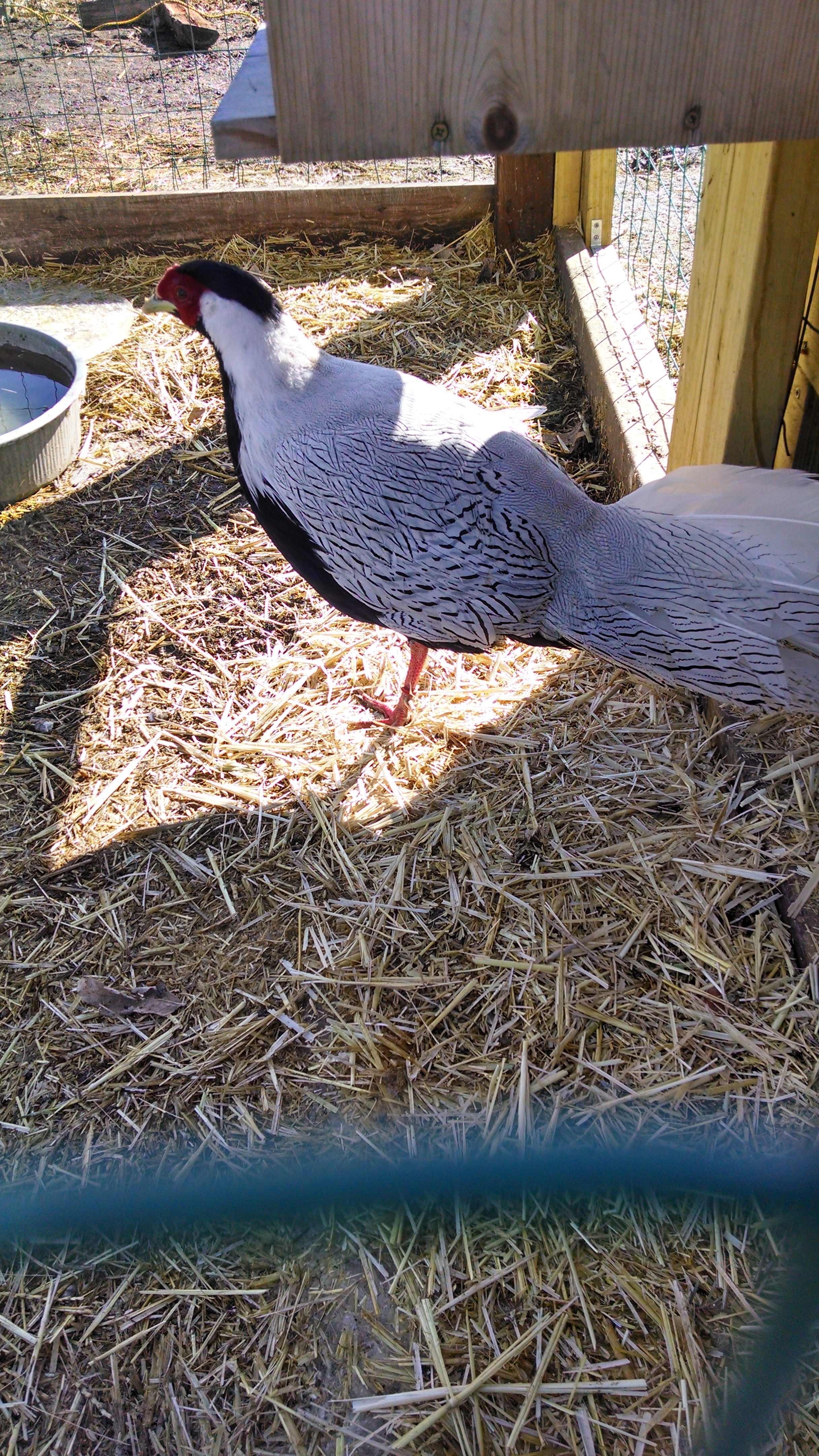 Silver pheasant