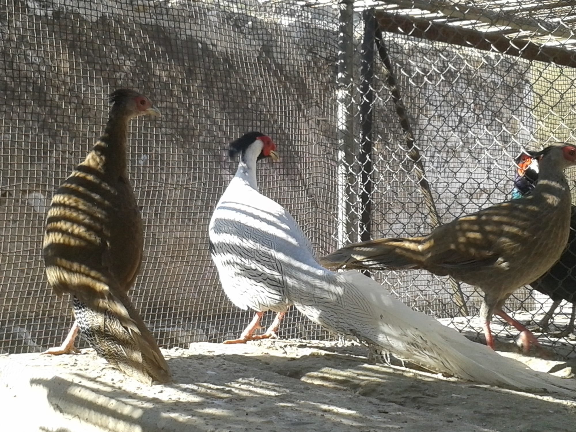 silver pheasants