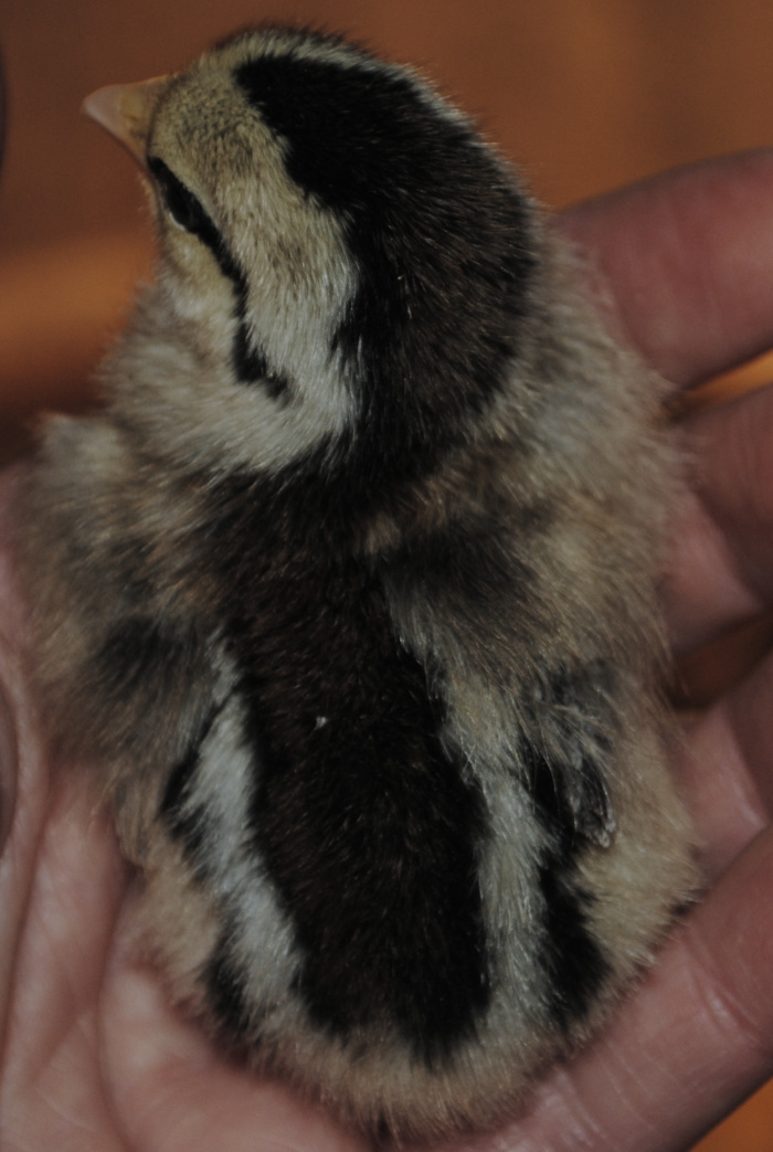 Silver Phoenix chick